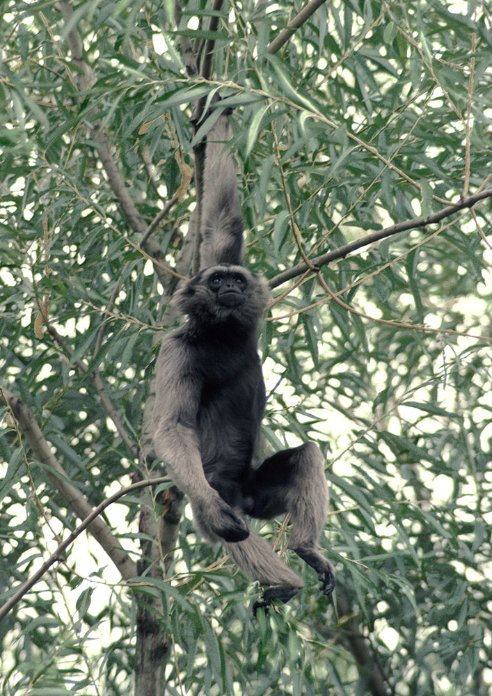 Mueller's gibbon 1976