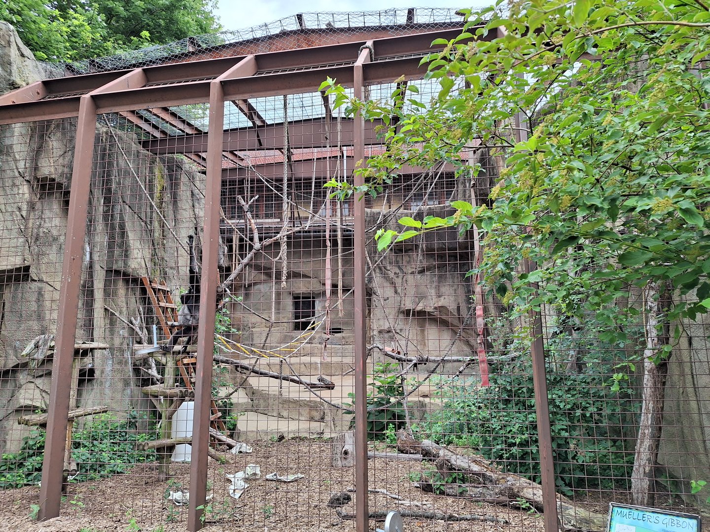 Mueller's Gibbon Enclosure