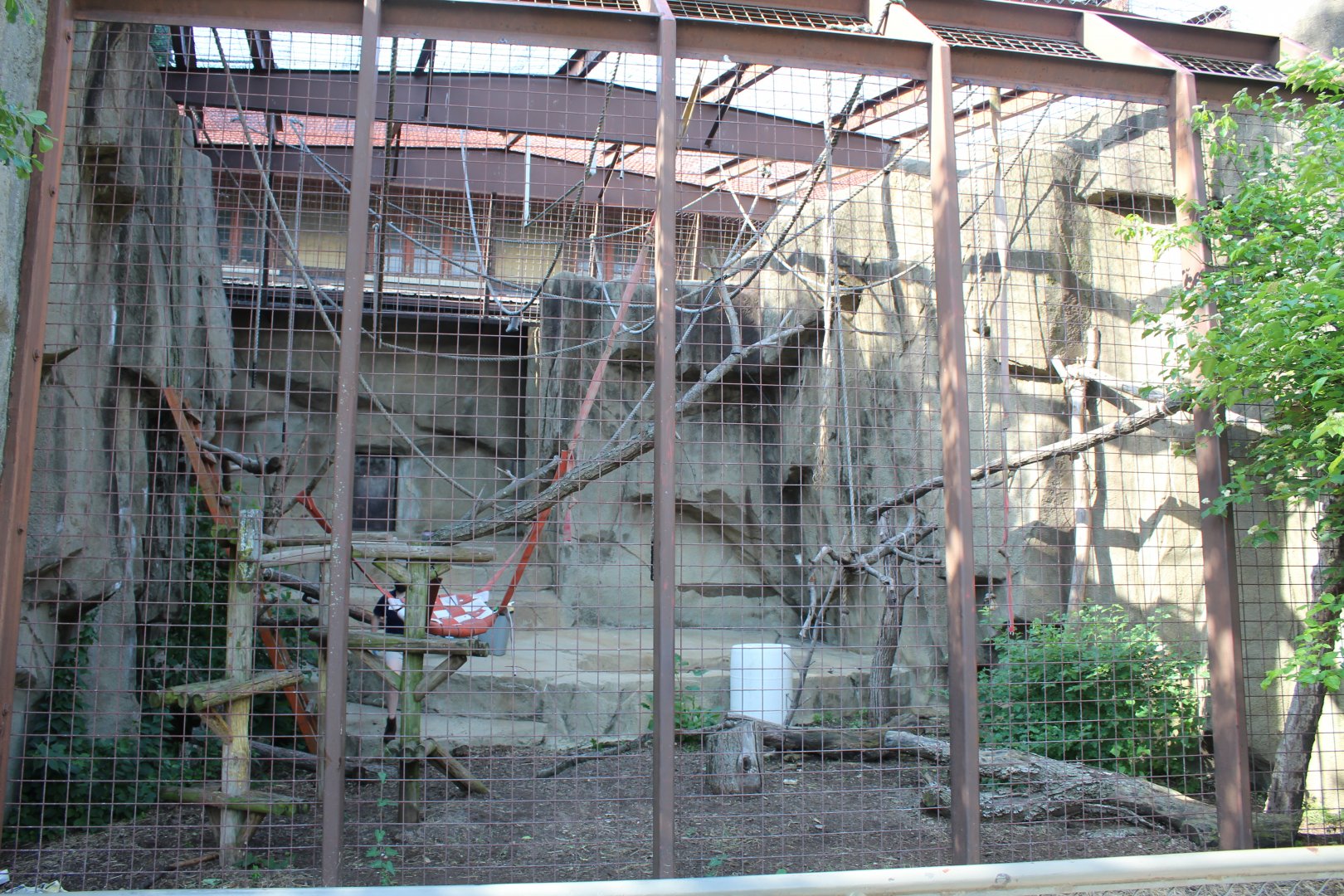 Mueller's Gibbon Exhibit