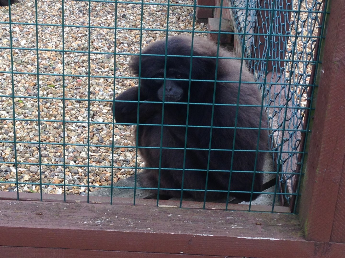 Mueller's Gibbon - (Hylobates Muelleri)