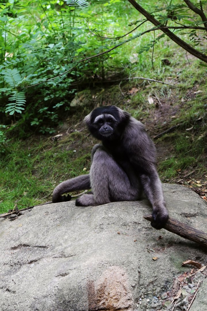 Müeller's Gibbon (Hylobates muelleri)