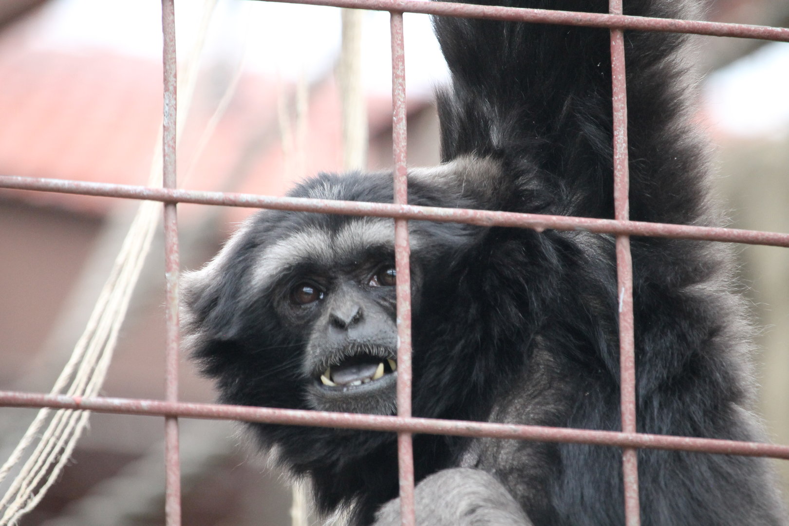 Mueller’s Gibbon (Hylobates muelleri)