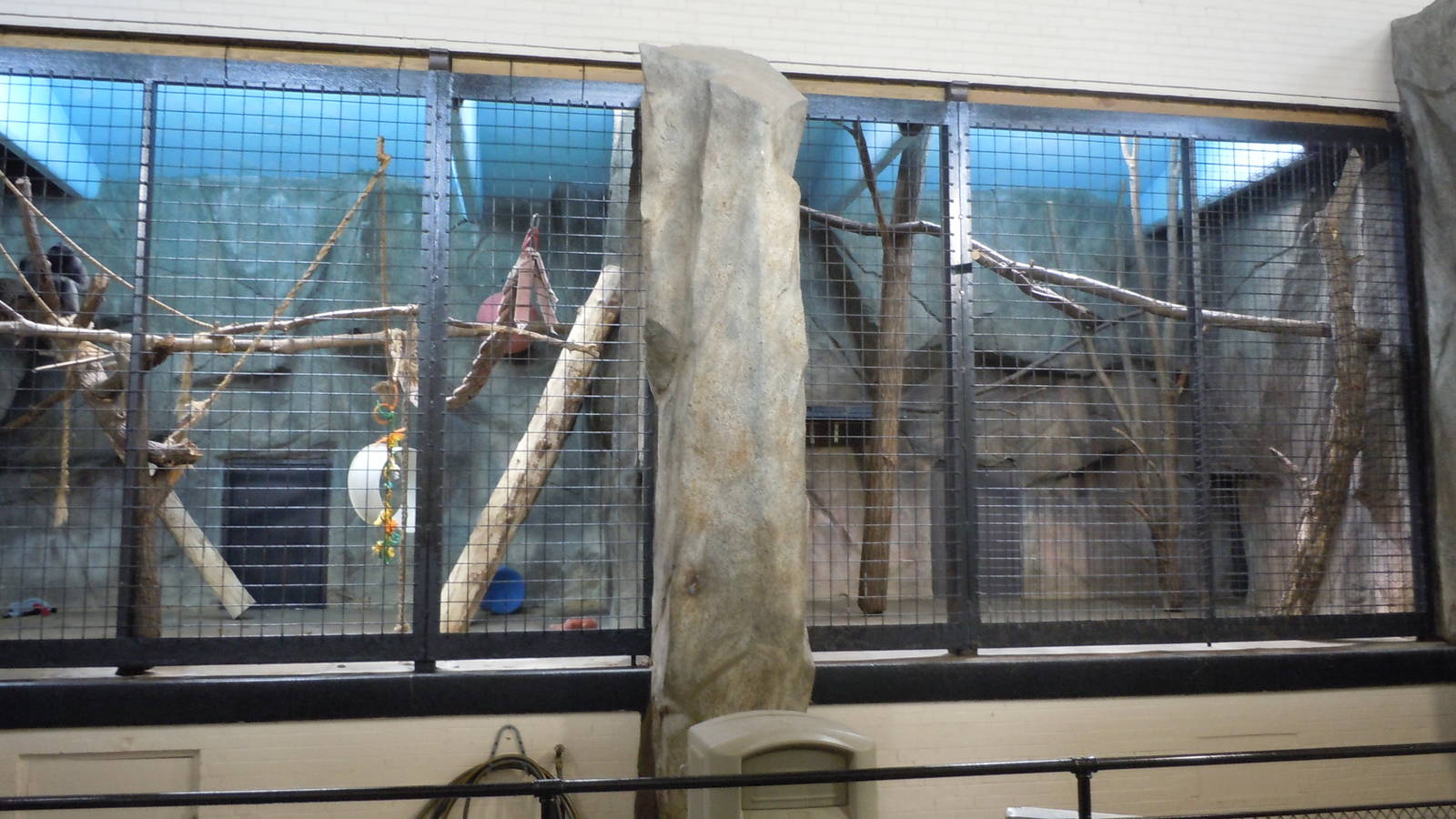 Muellers Gibbon Indoor Exhibit