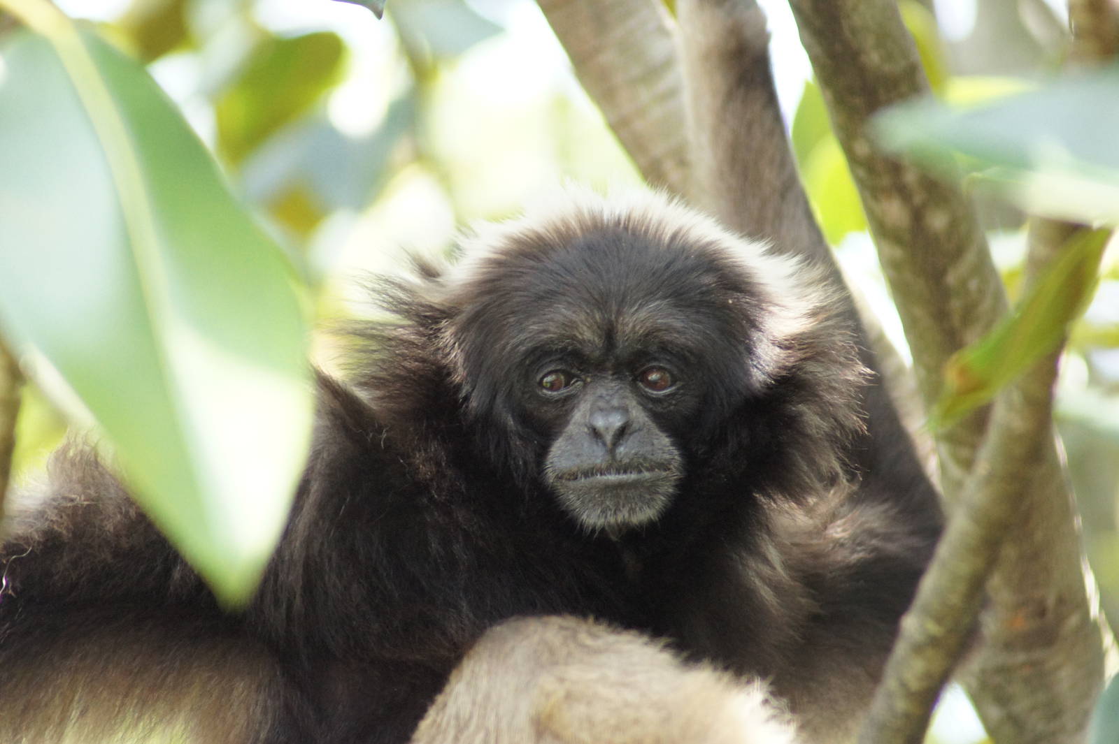 Mueller's Gibbon 'Mary'