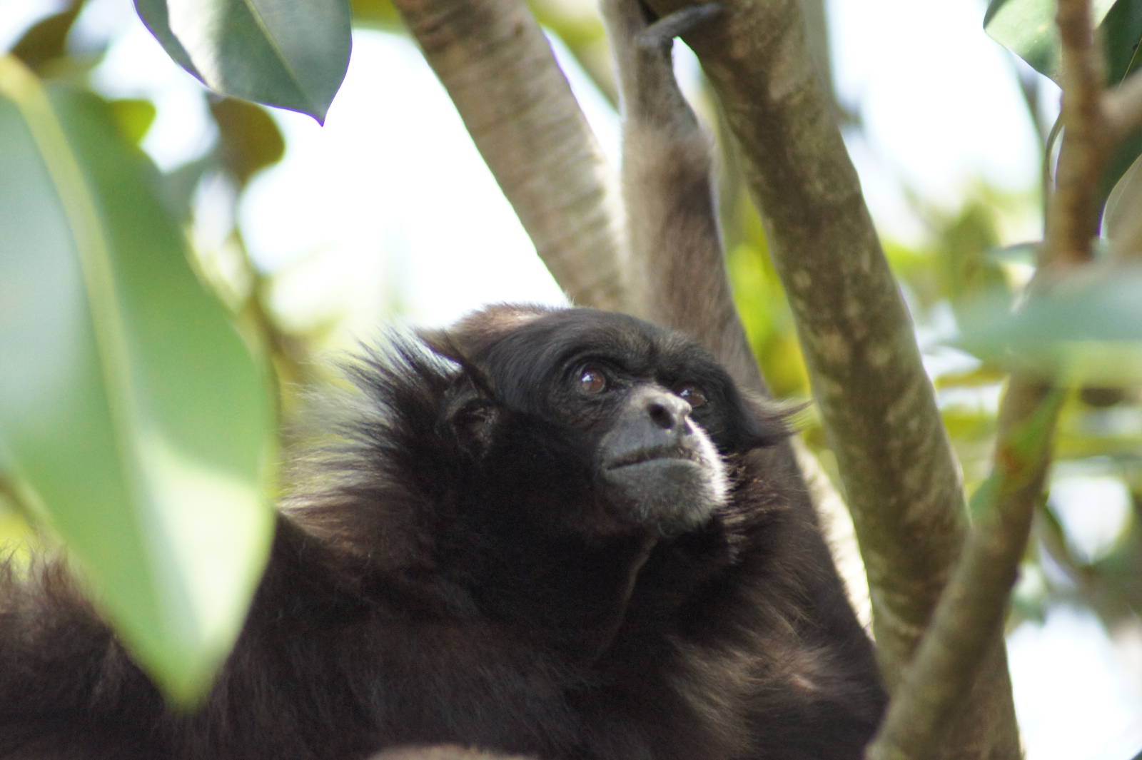 Mueller's Gibbon 'Mary'