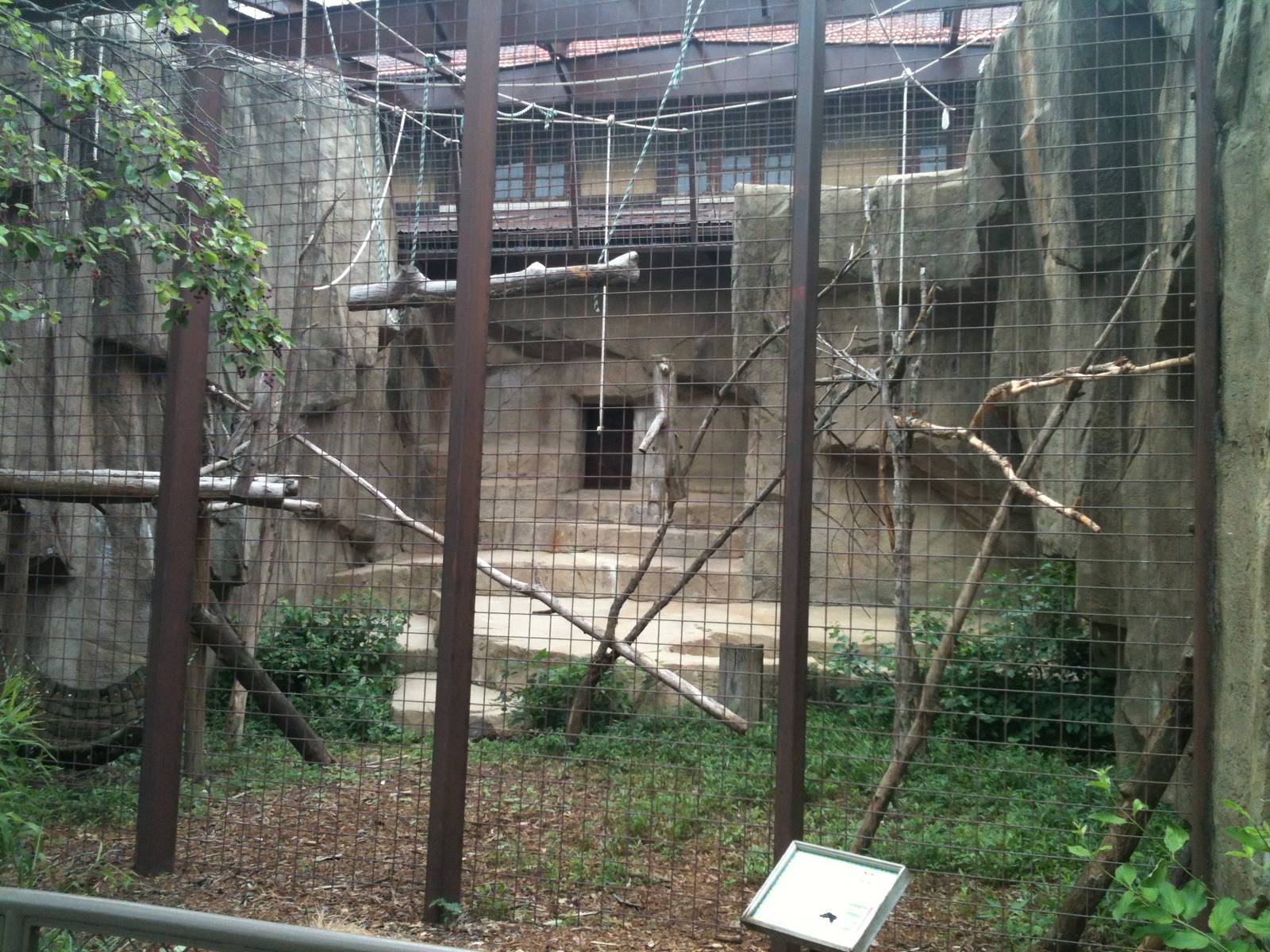 Muellers Gibbon outdoor exhibit