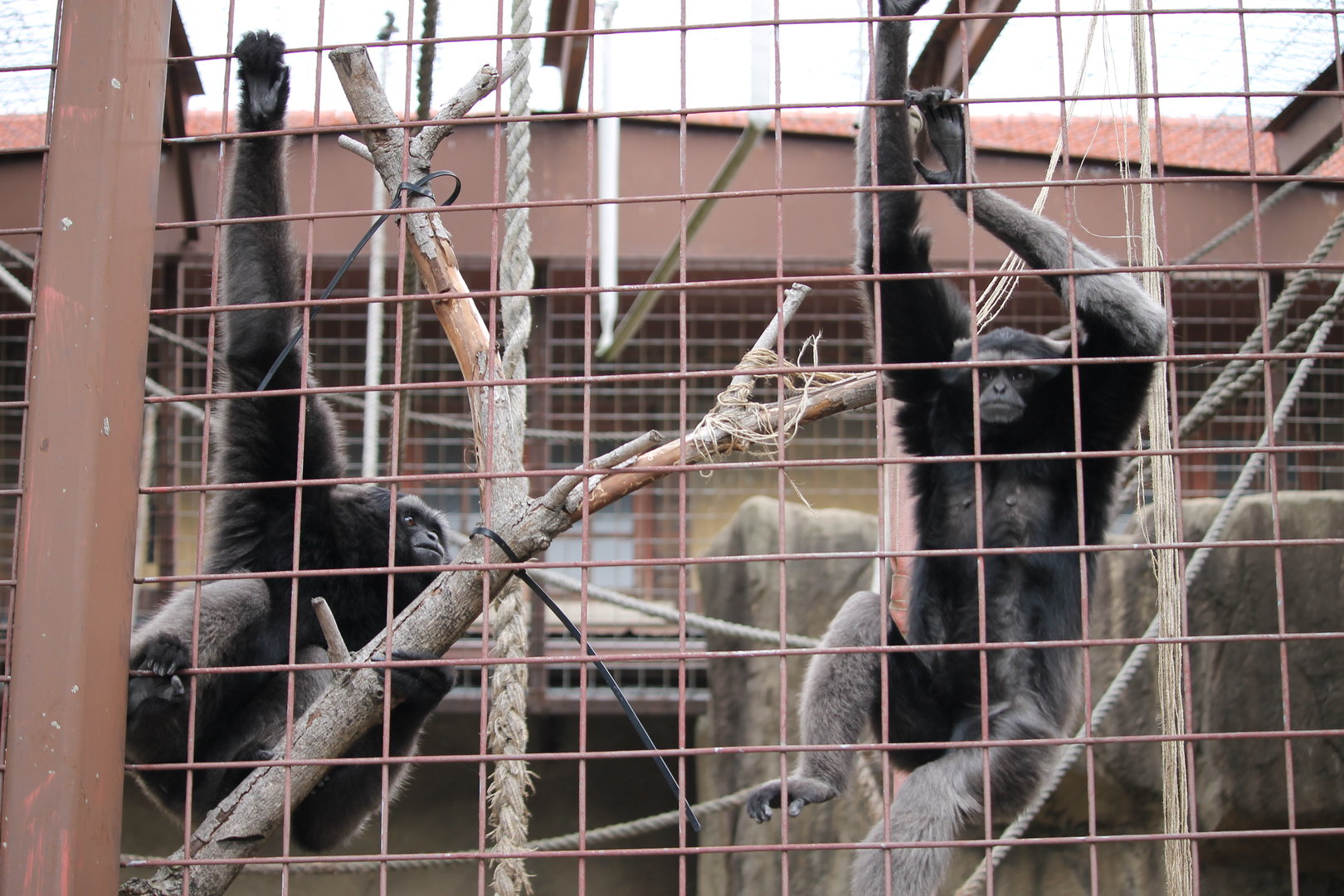 Mueller’s Gibbon pair