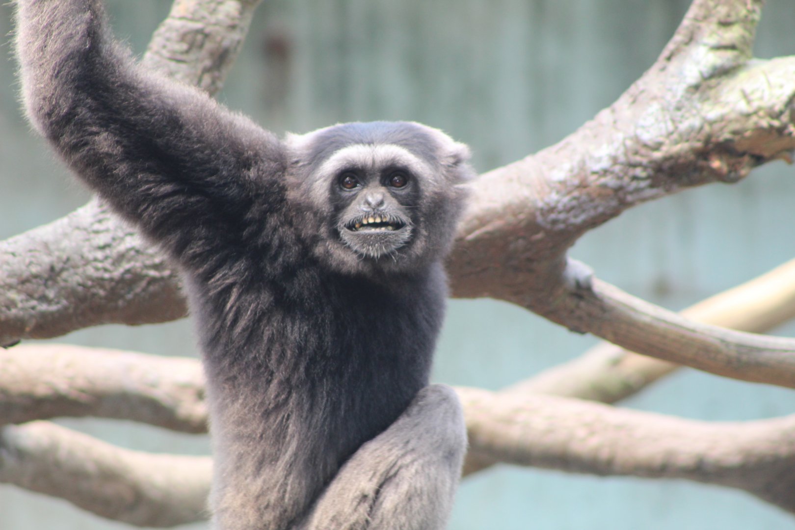 Mueller's Gibbon Showing Off