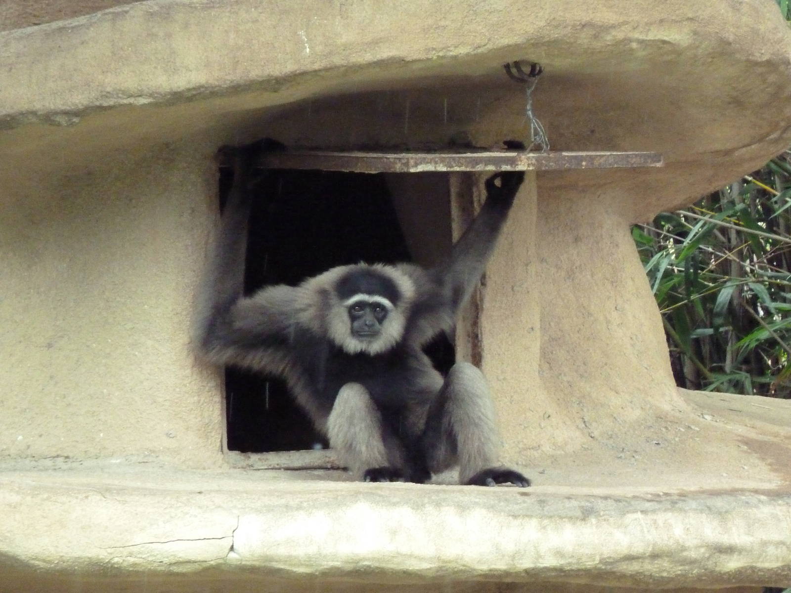 Mueller's Gibbon
