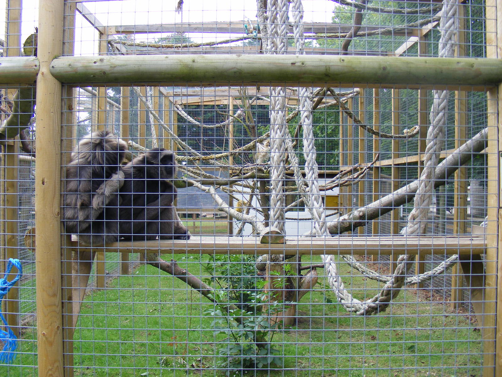 Mueller's x Agile gibbon enclosure at Wingham Wildlife Park, 15 August 2010