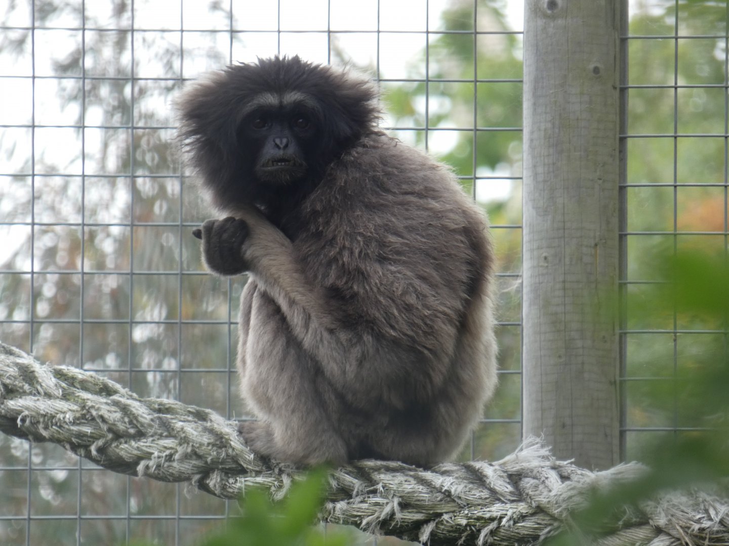 Mueller's x Agile gibbon hybrid