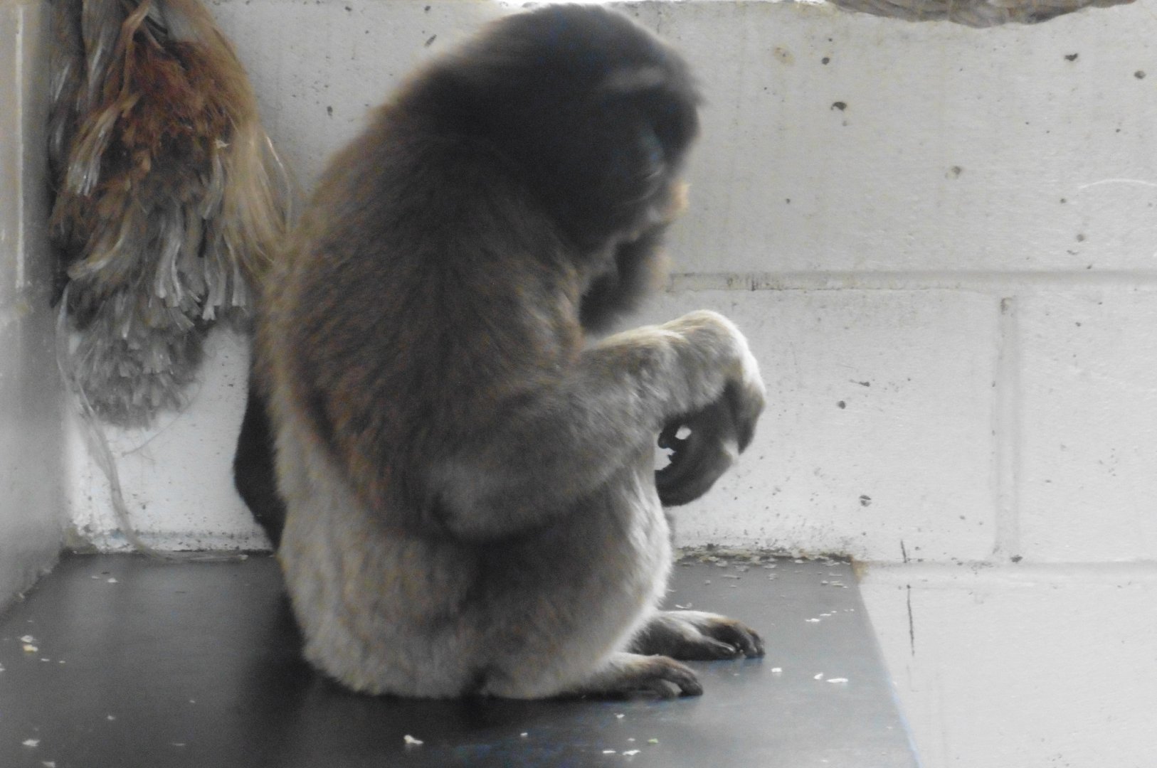 Mueller's X Agile Gibbon