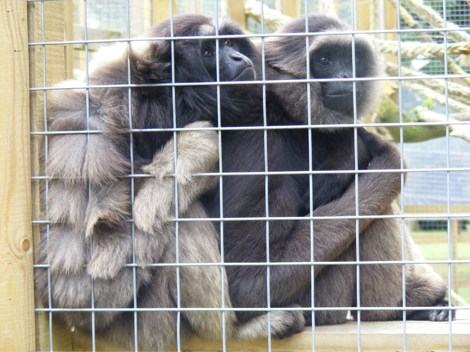 Mueller's x Agile gibbons at Wingham Wildlife Park, 15 August 2010