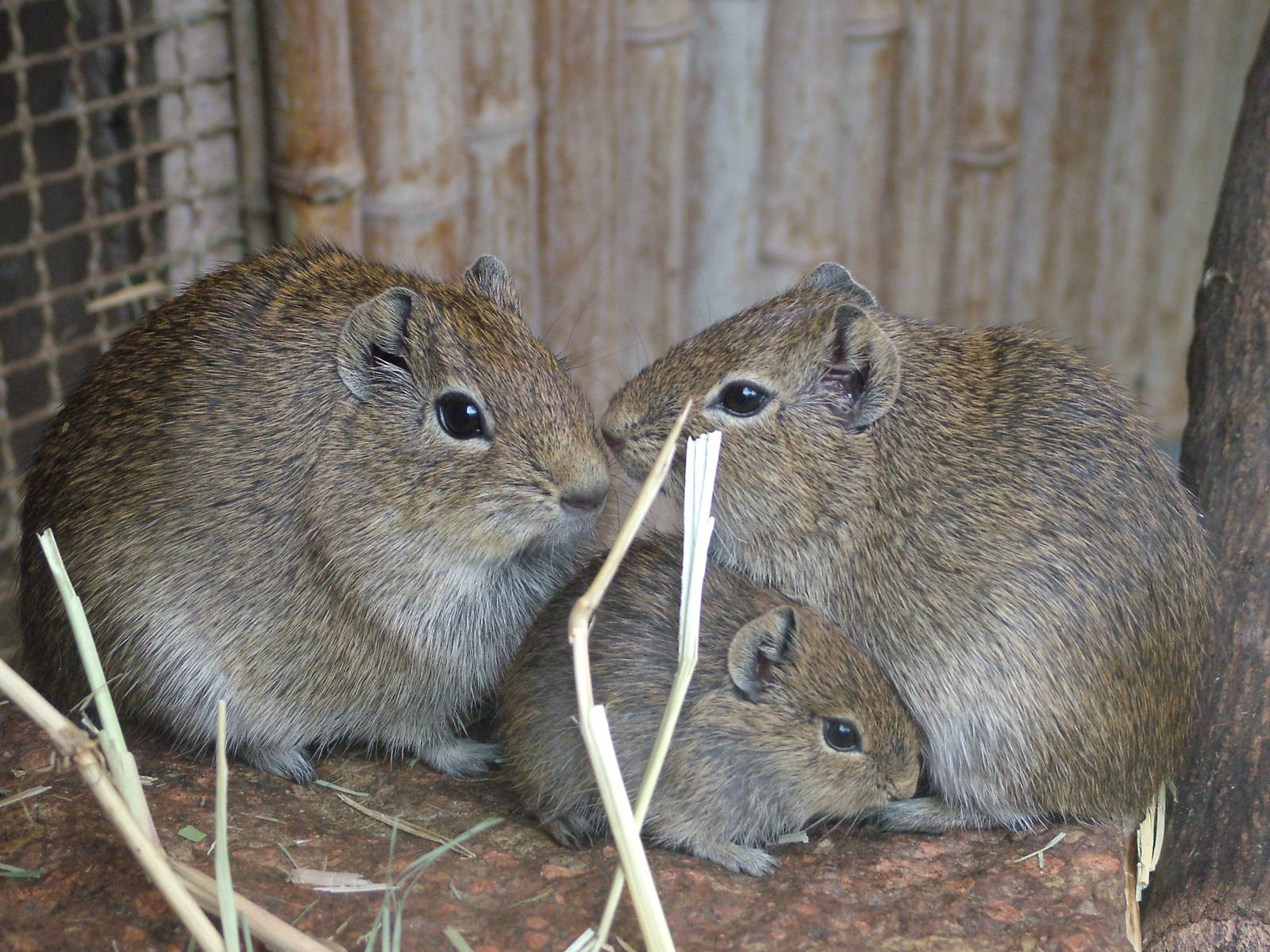 Muenster Yellow-toothed Cavies at Tierpark Berlin, 30/08/11