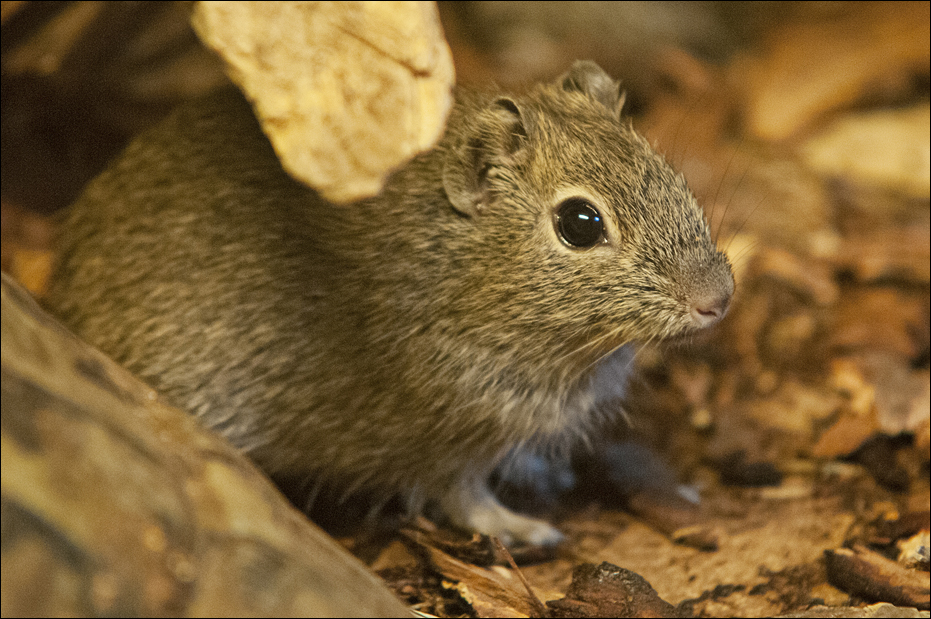 Muenster yellow-toothed cavy at Zoo in der Wingst