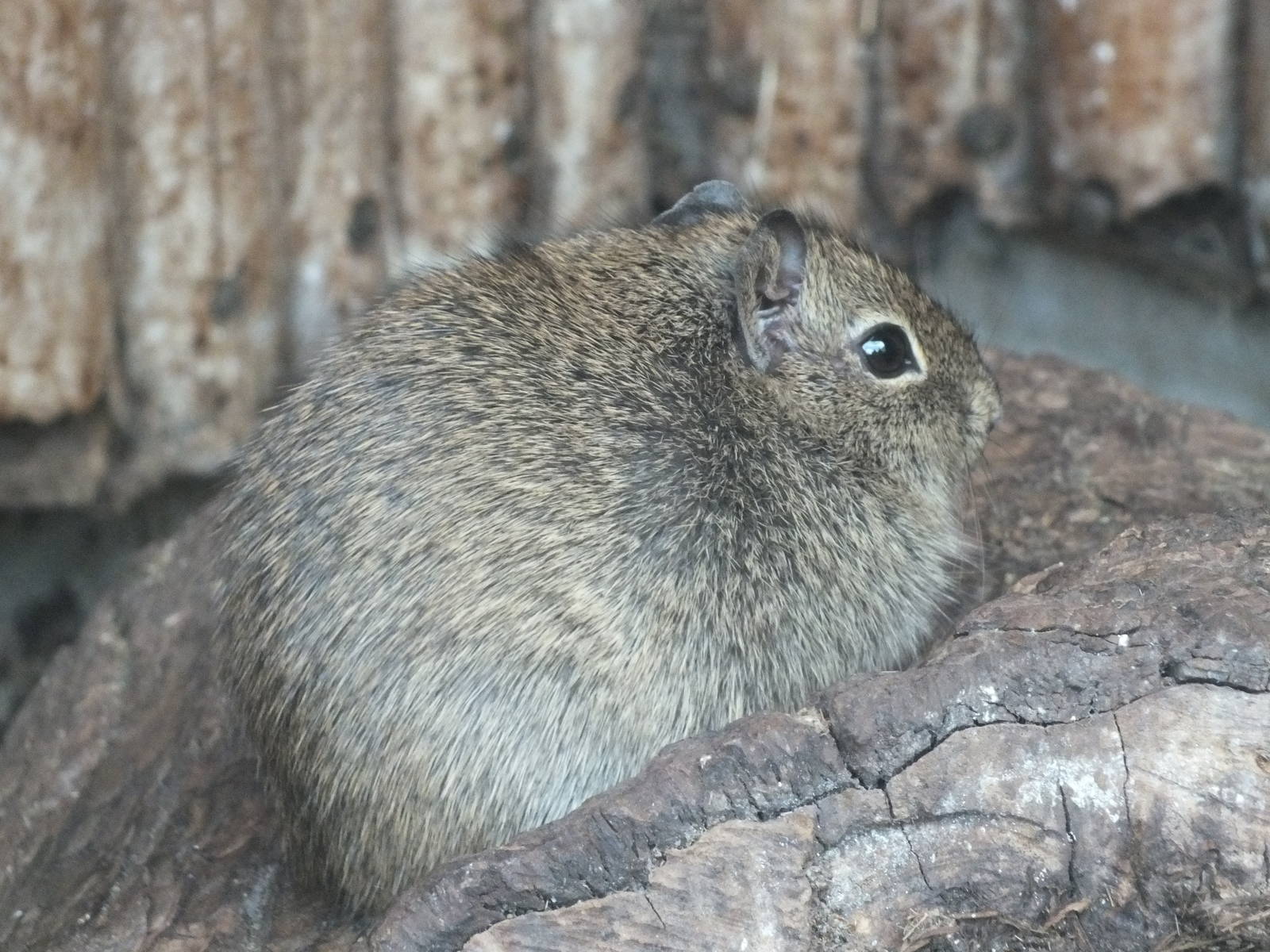 Muenster Yellow-toothed Cavy (Galea monasteriensis) at Tierpark Berlin - Ap