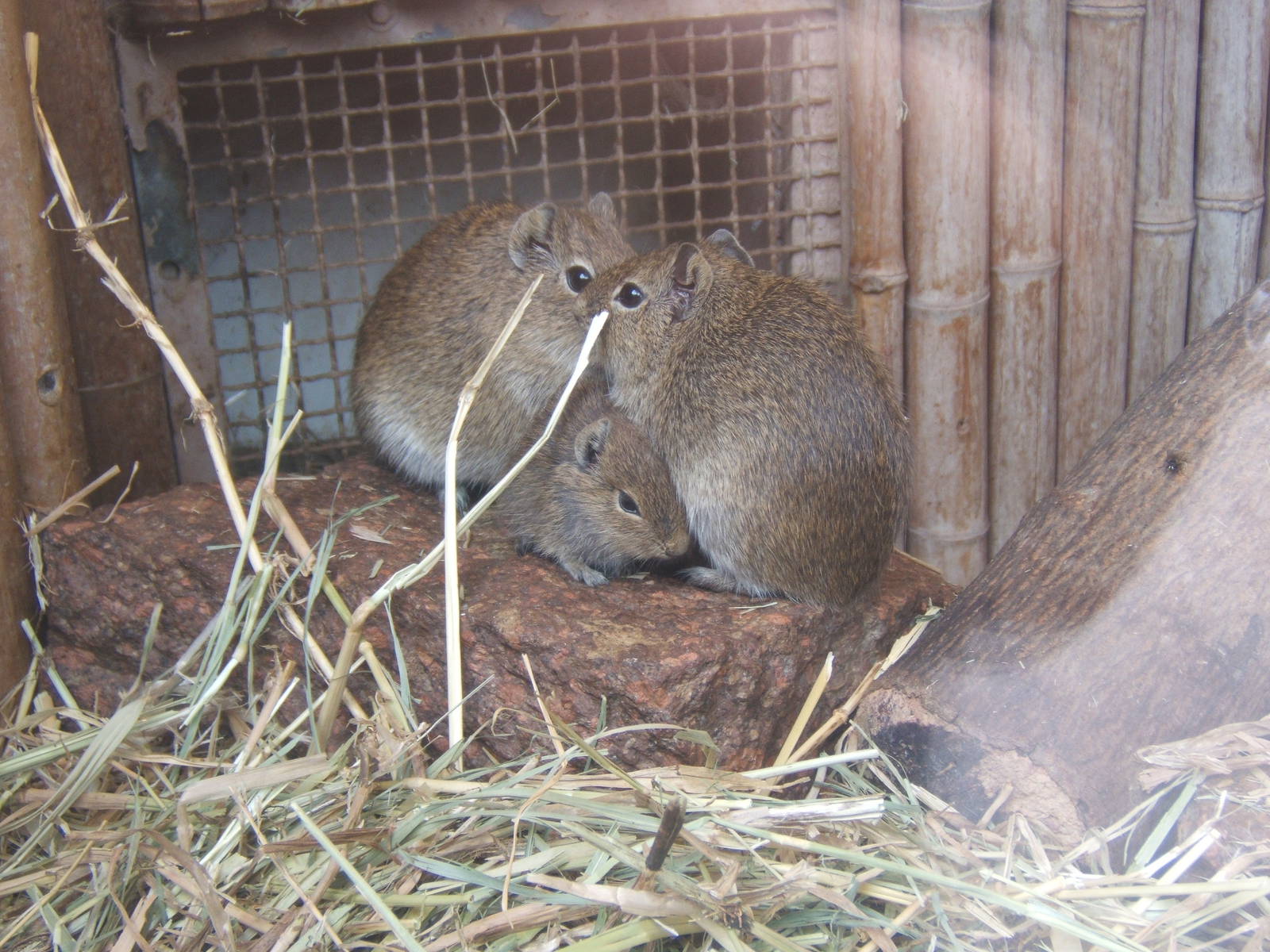 Muenster Yellow-toothed Cavy (Galea monasteriensis)