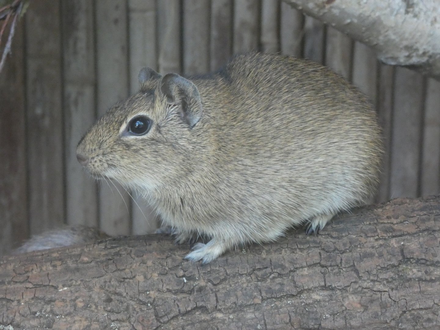 Muenster Yellow-toothed Cavy