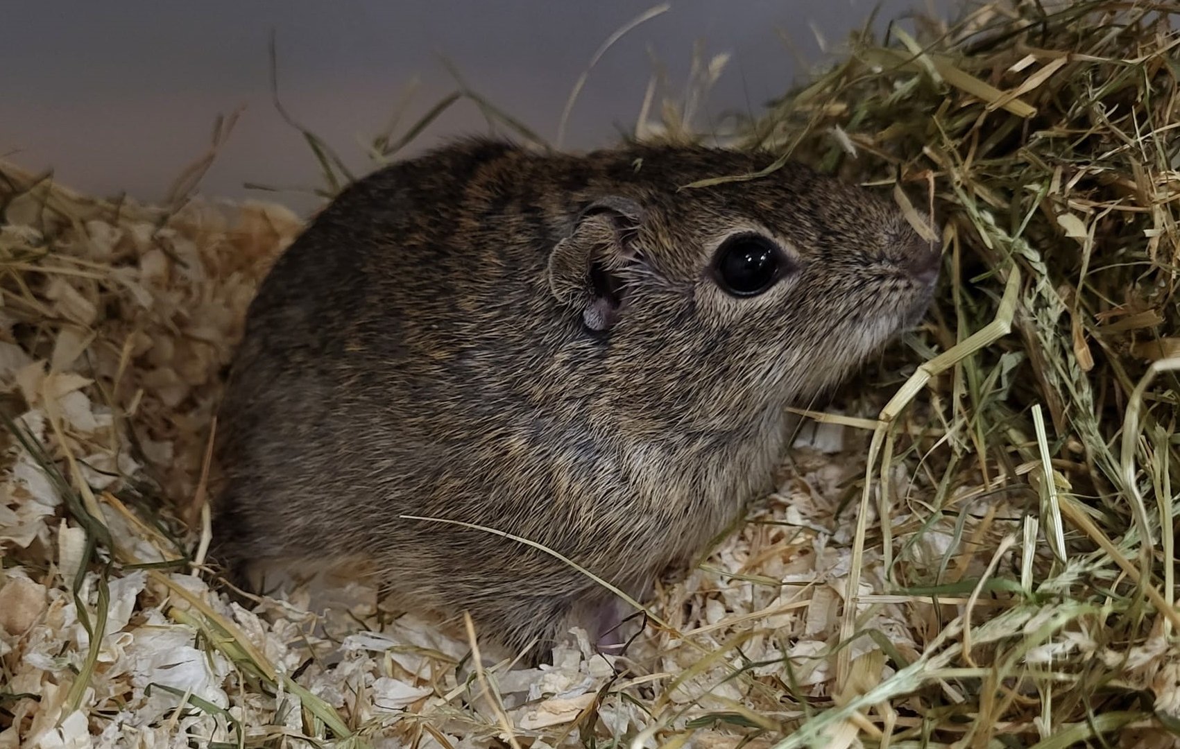 Muenster yellow-toothed cavy