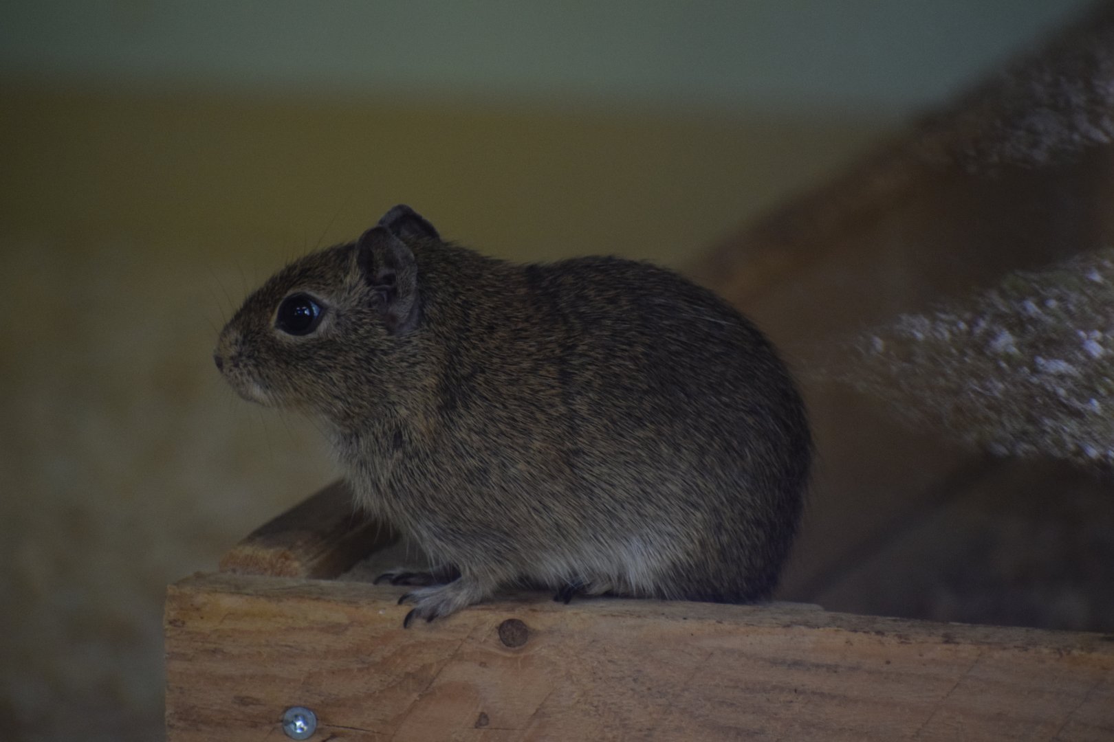 Muenster yellow-toothed cavy