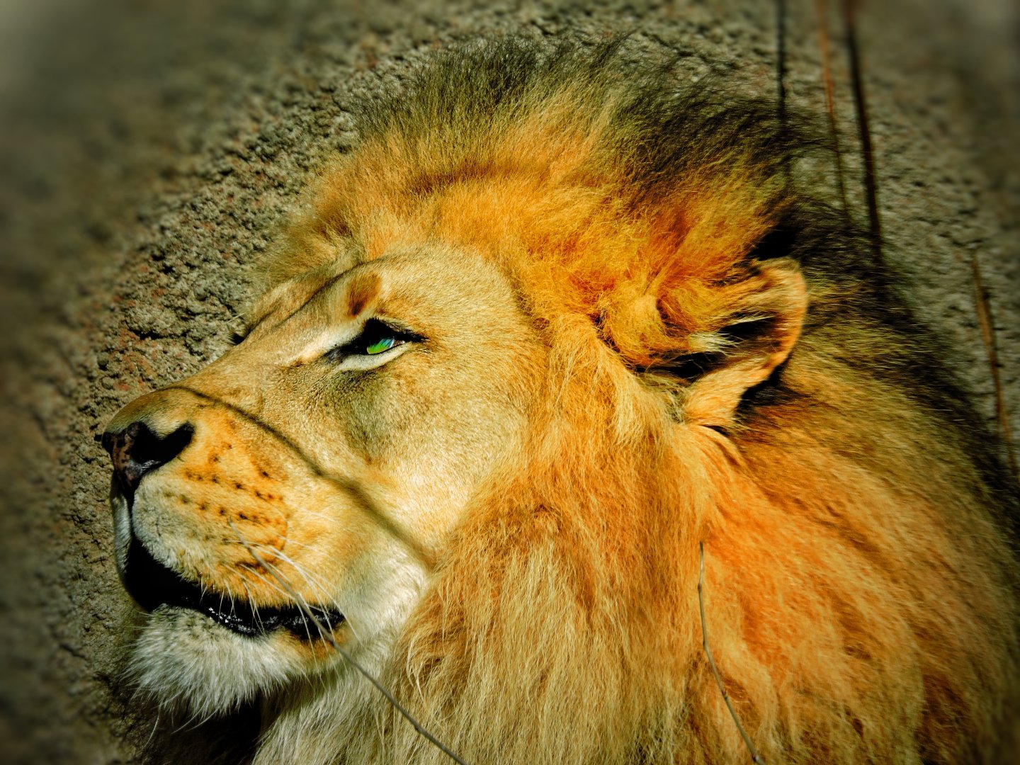 Mufasa 2!!! (Chills!)