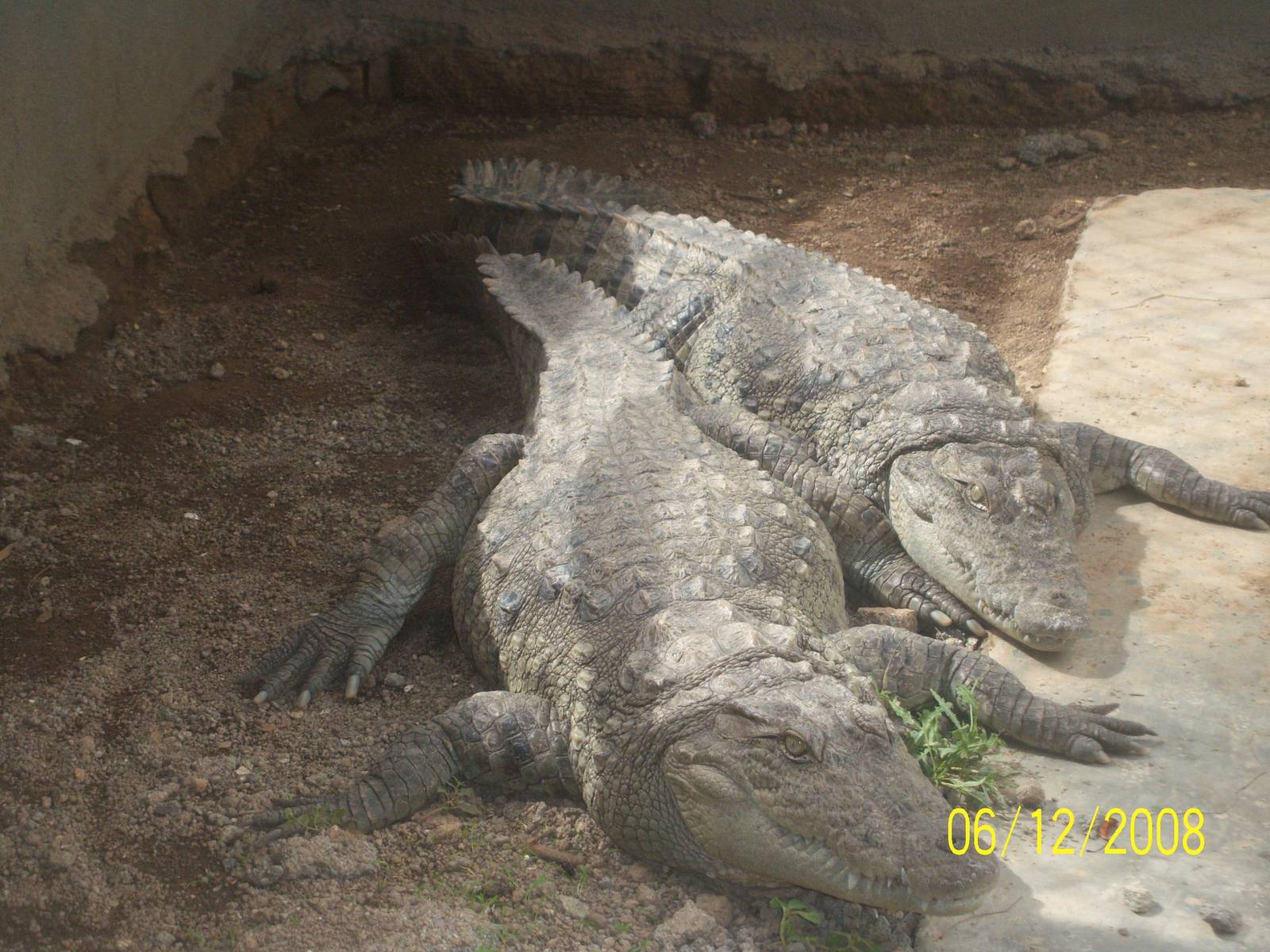 mugger at breeding center,gir national park