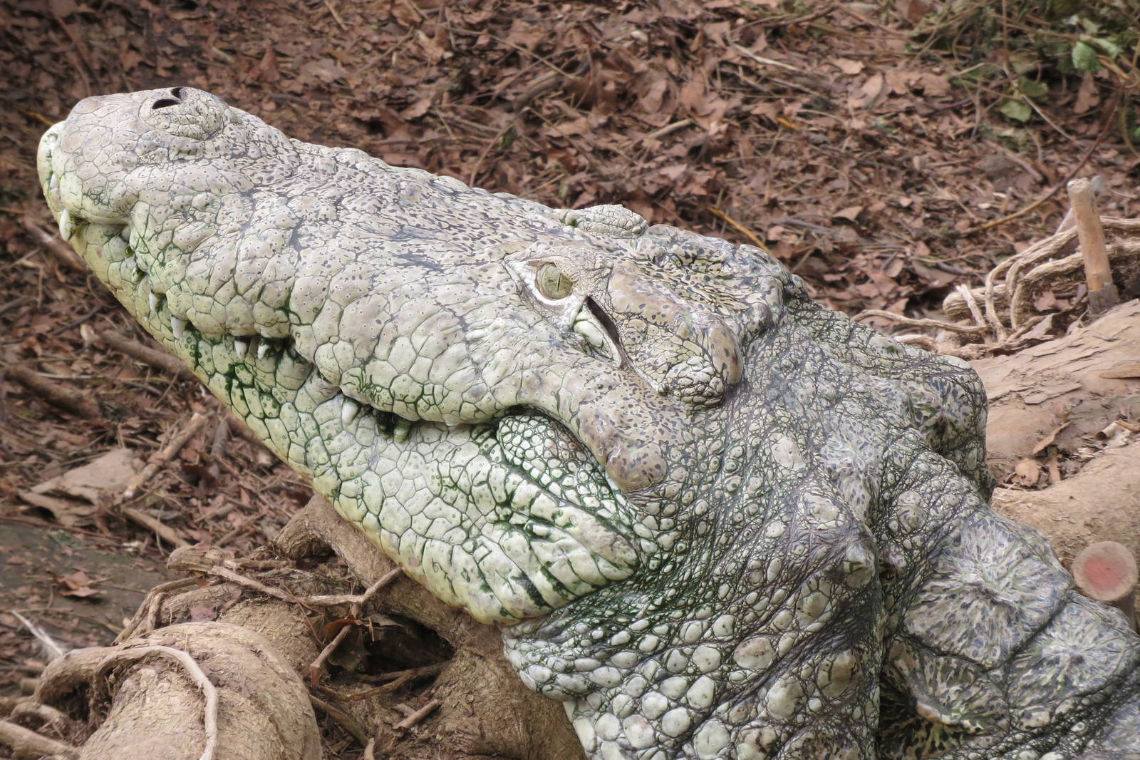 Mugger Crocodile 060515