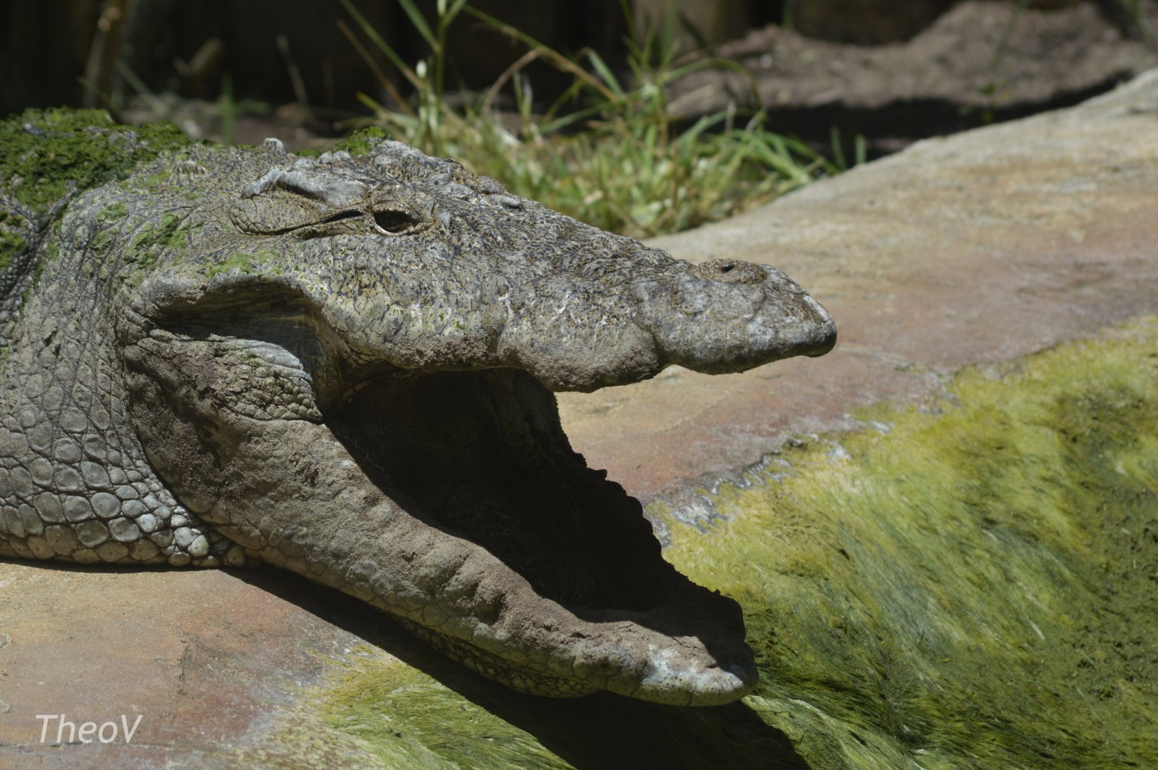 Mugger crocodile [2017]