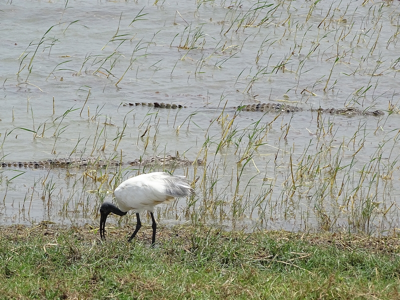 Mugger crocodile and Australian white ibis
