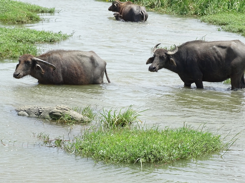 Mugger crocodile and domestic water buffalo