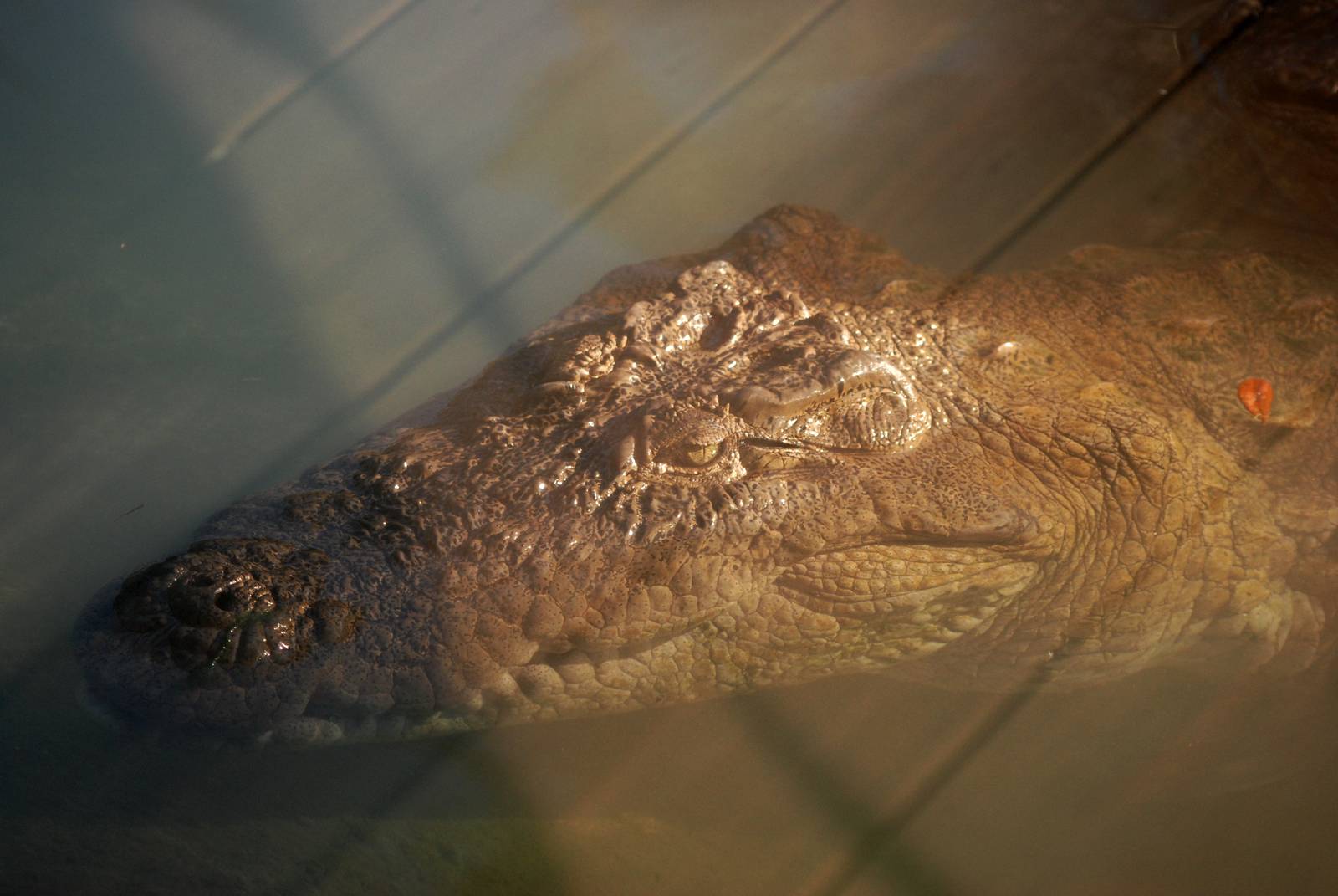 Mugger Crocodile at St. Augustine, 11/10/13