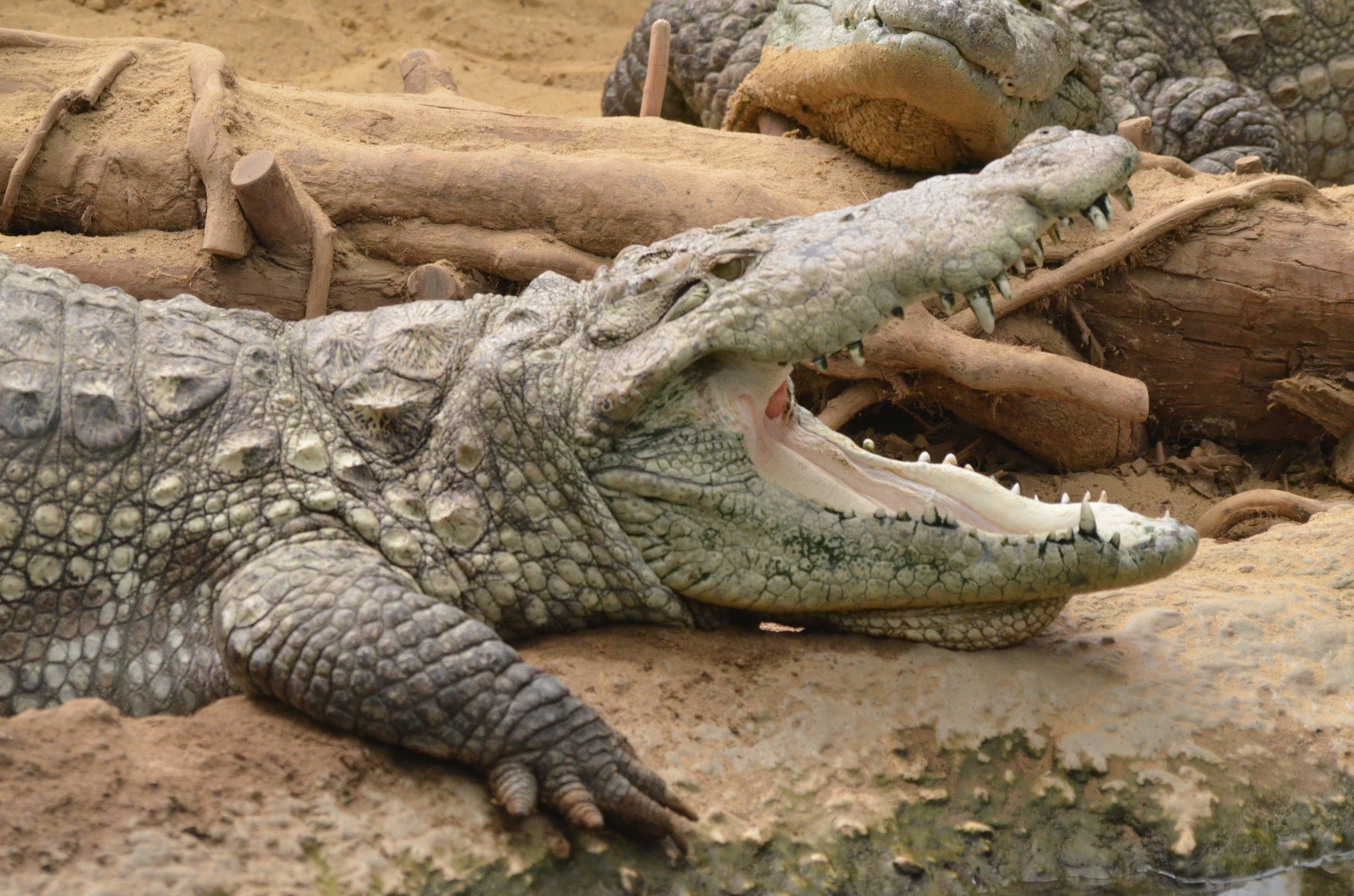 Mugger Crocodile at Thrigby Hall, 10/06/17