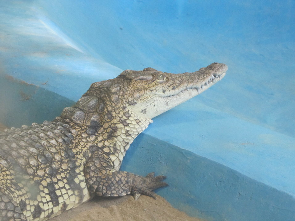 (mugger crocodile)Crocodylus palustris