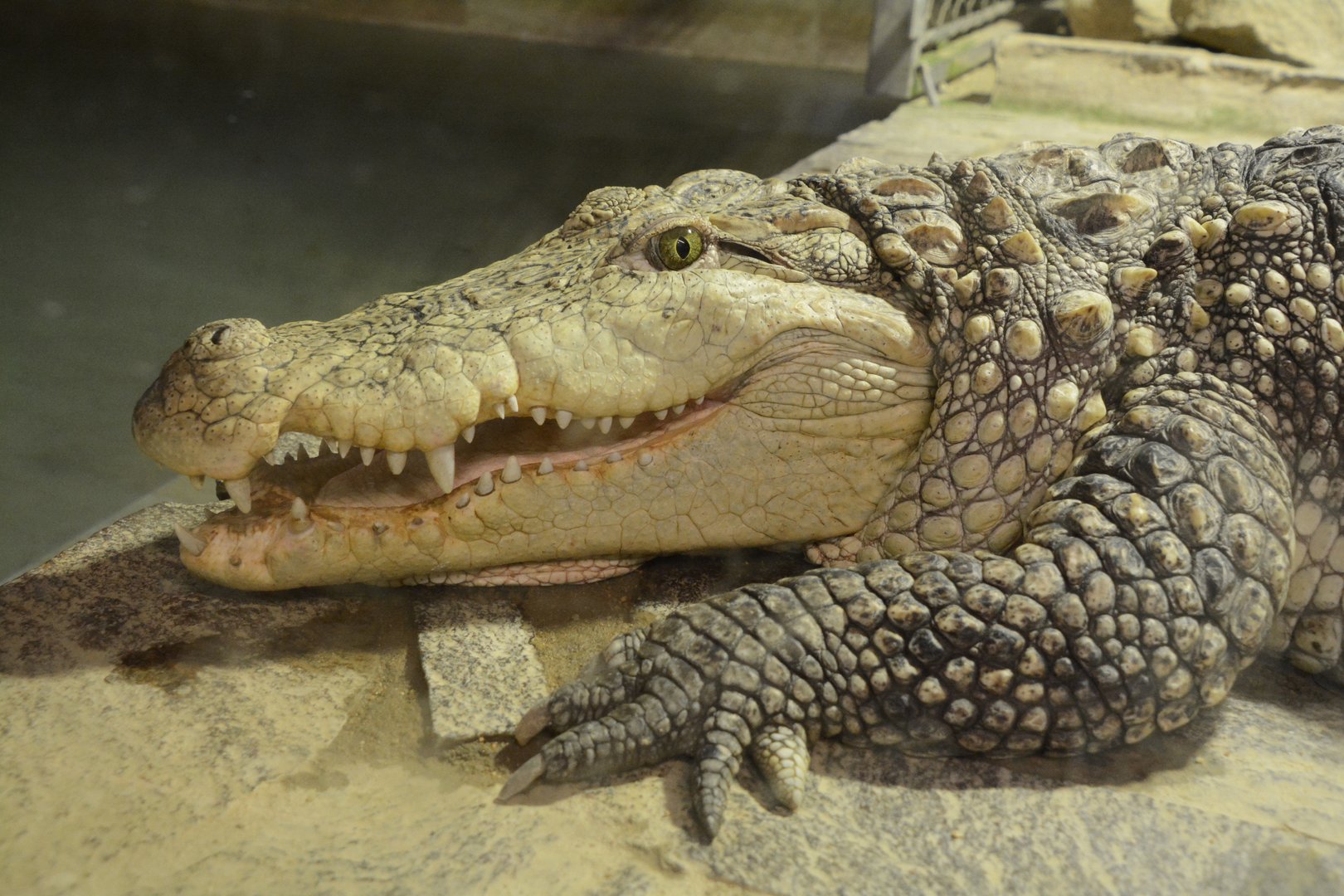 Mugger crocodile (Crocodylus palustris)