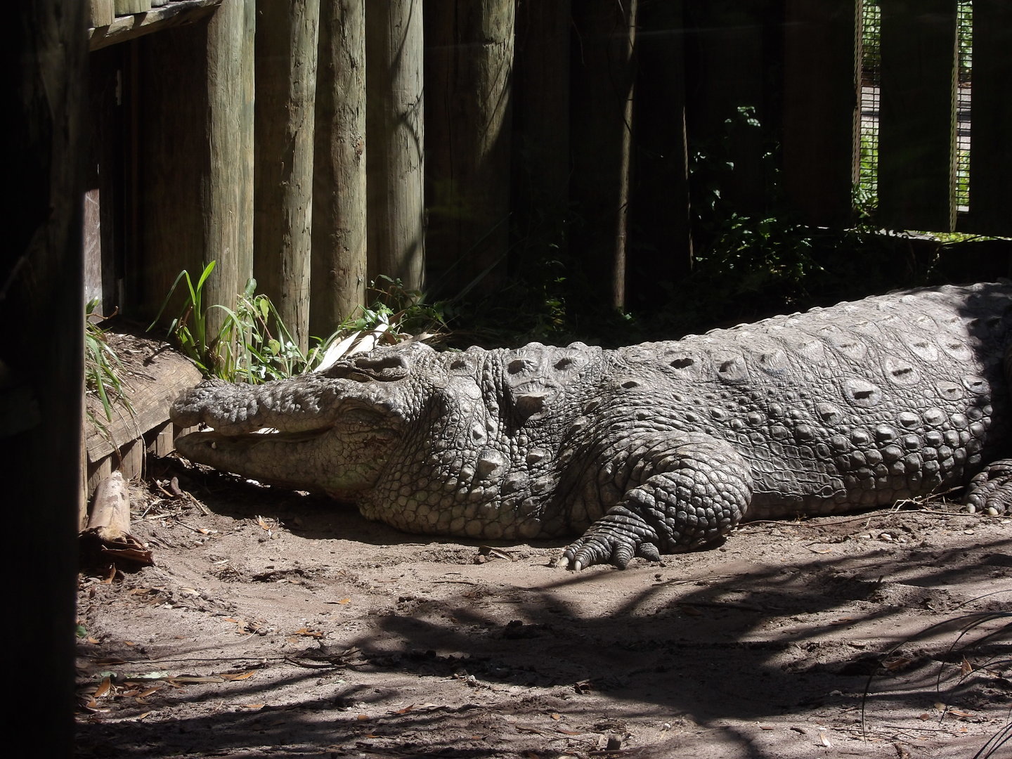 Mugger Crocodile(Crocodylus palustris)