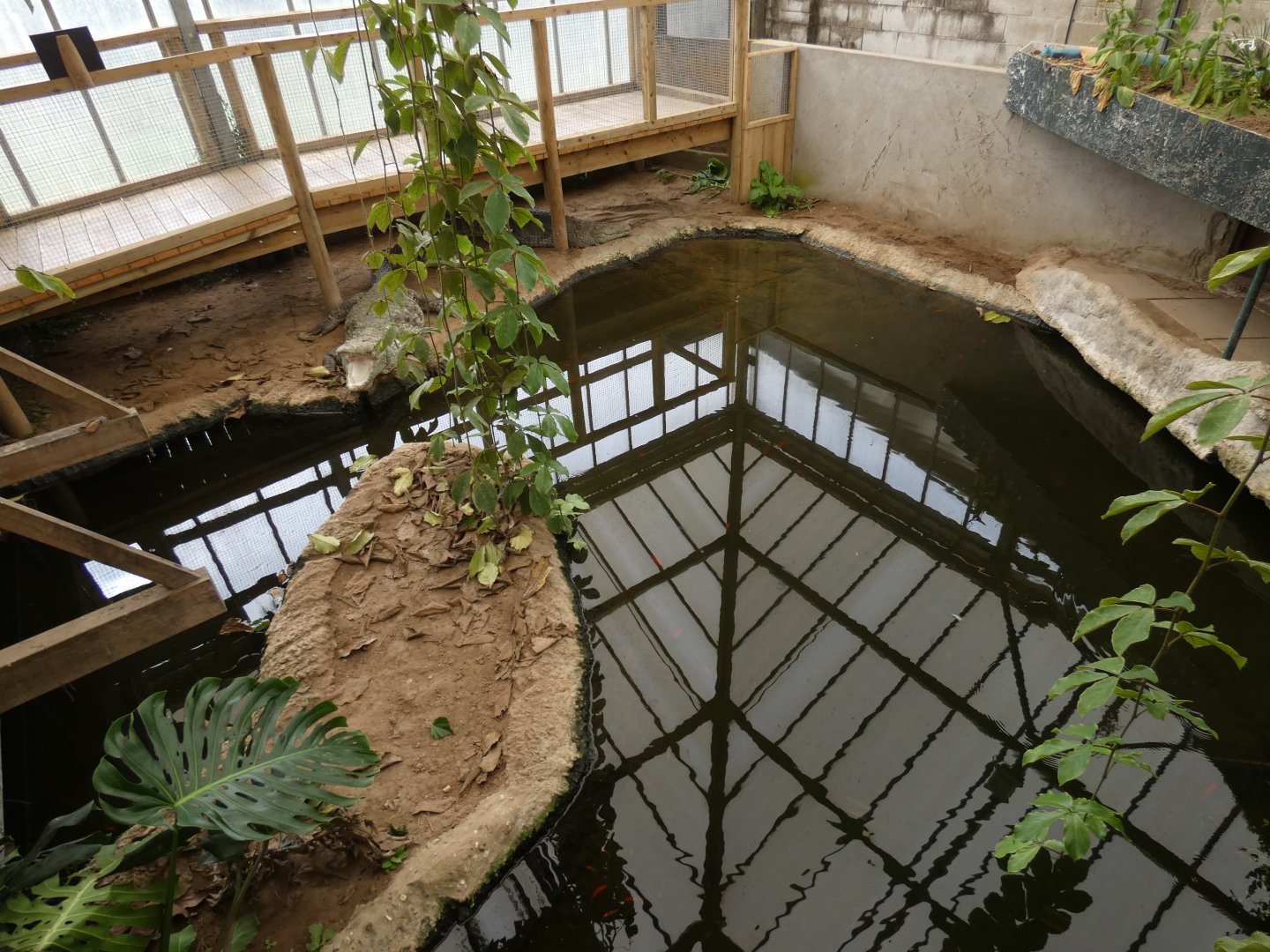 Mugger crocodile enclosure