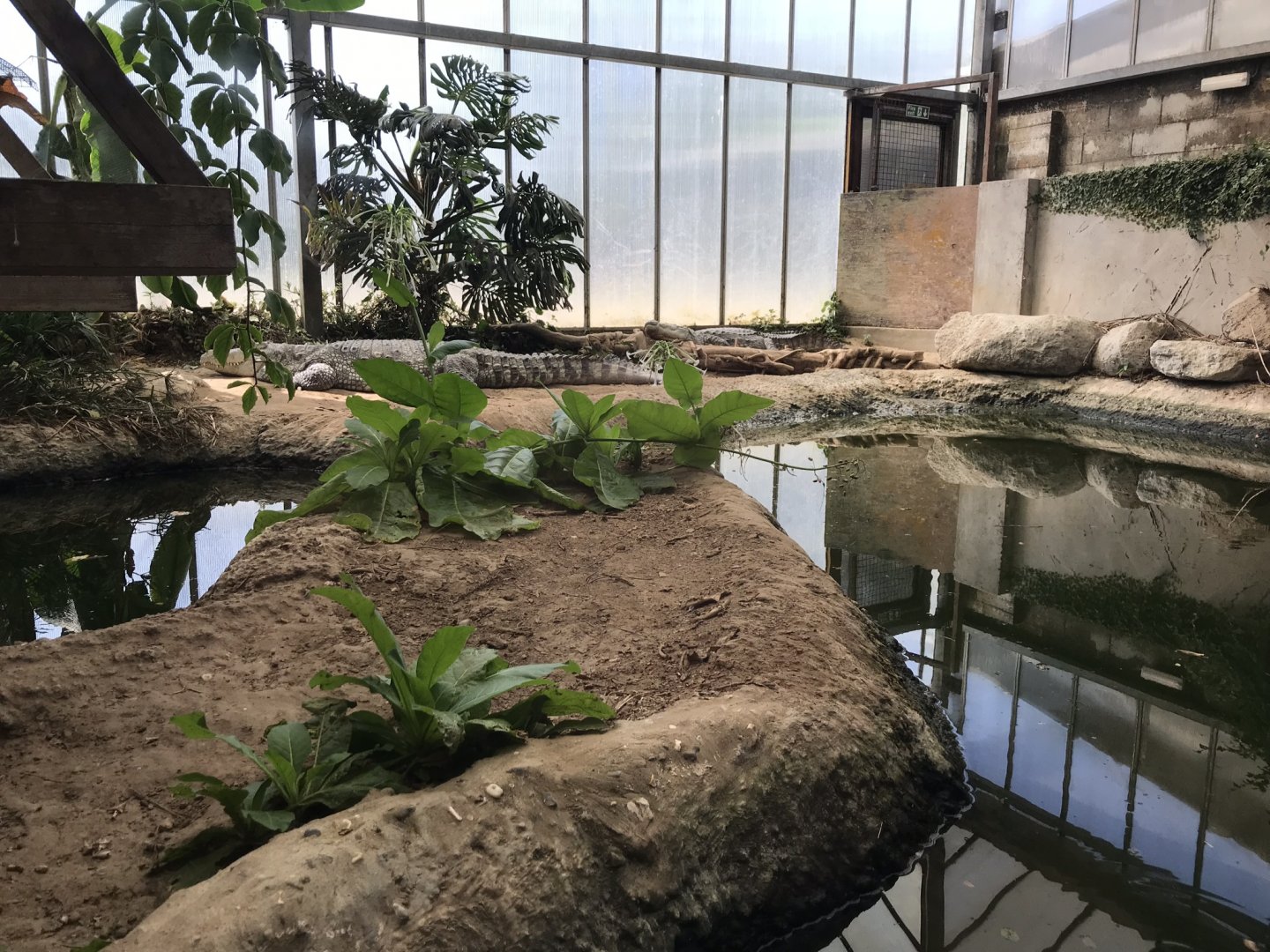 Mugger crocodile exhibit 070818