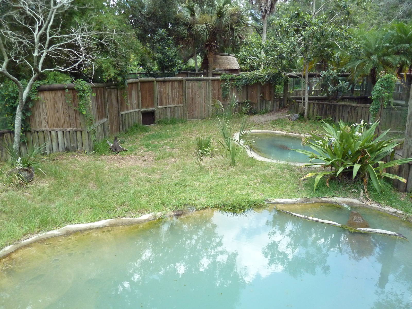 Mugger Crocodile Exhibit