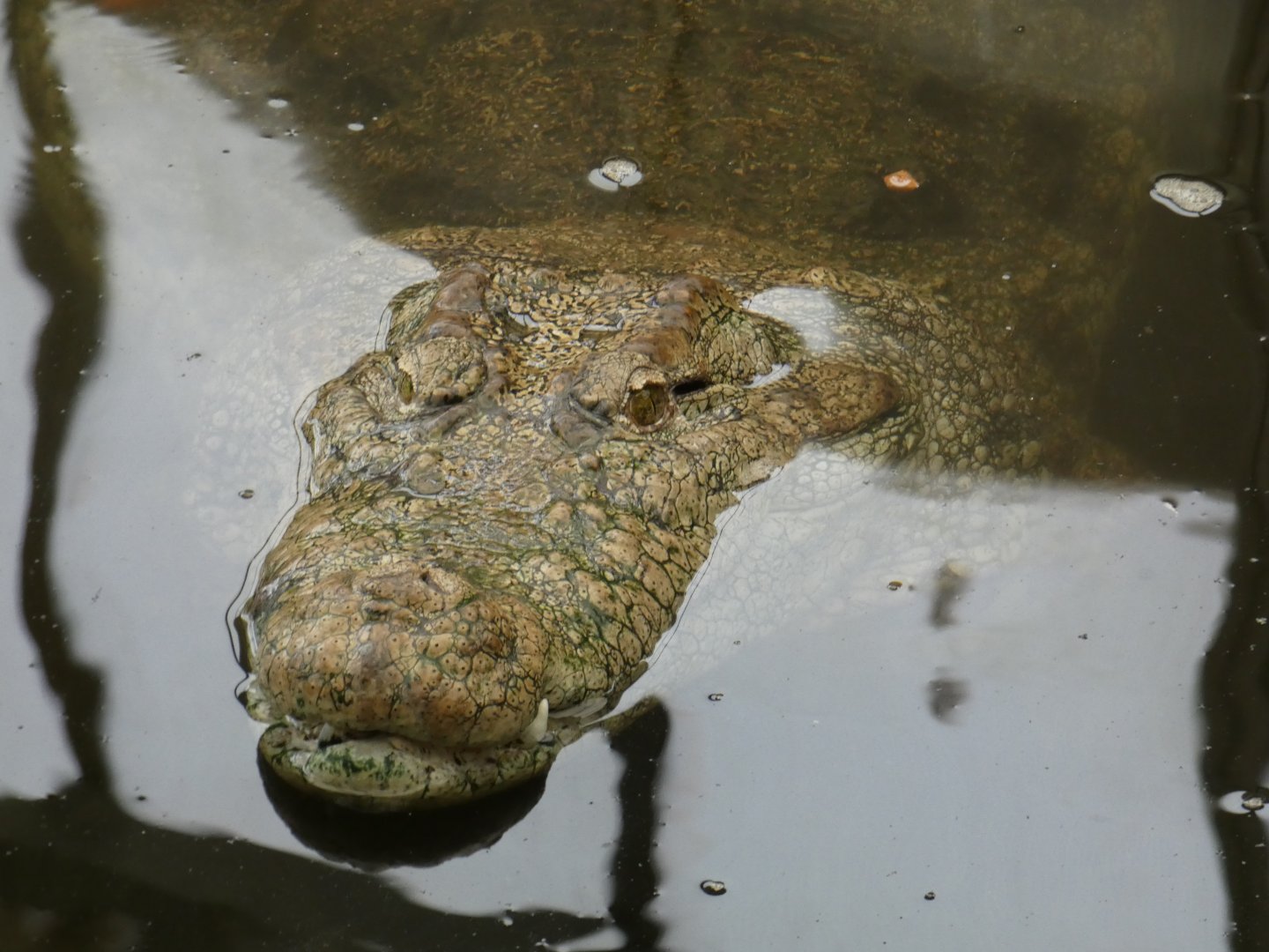 Mugger crocodile female