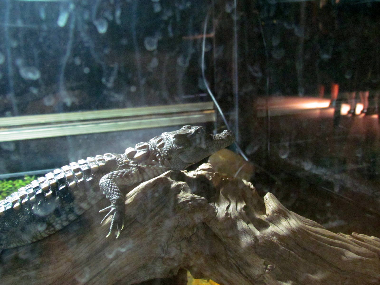 Mugger Crocodile (juvenile)