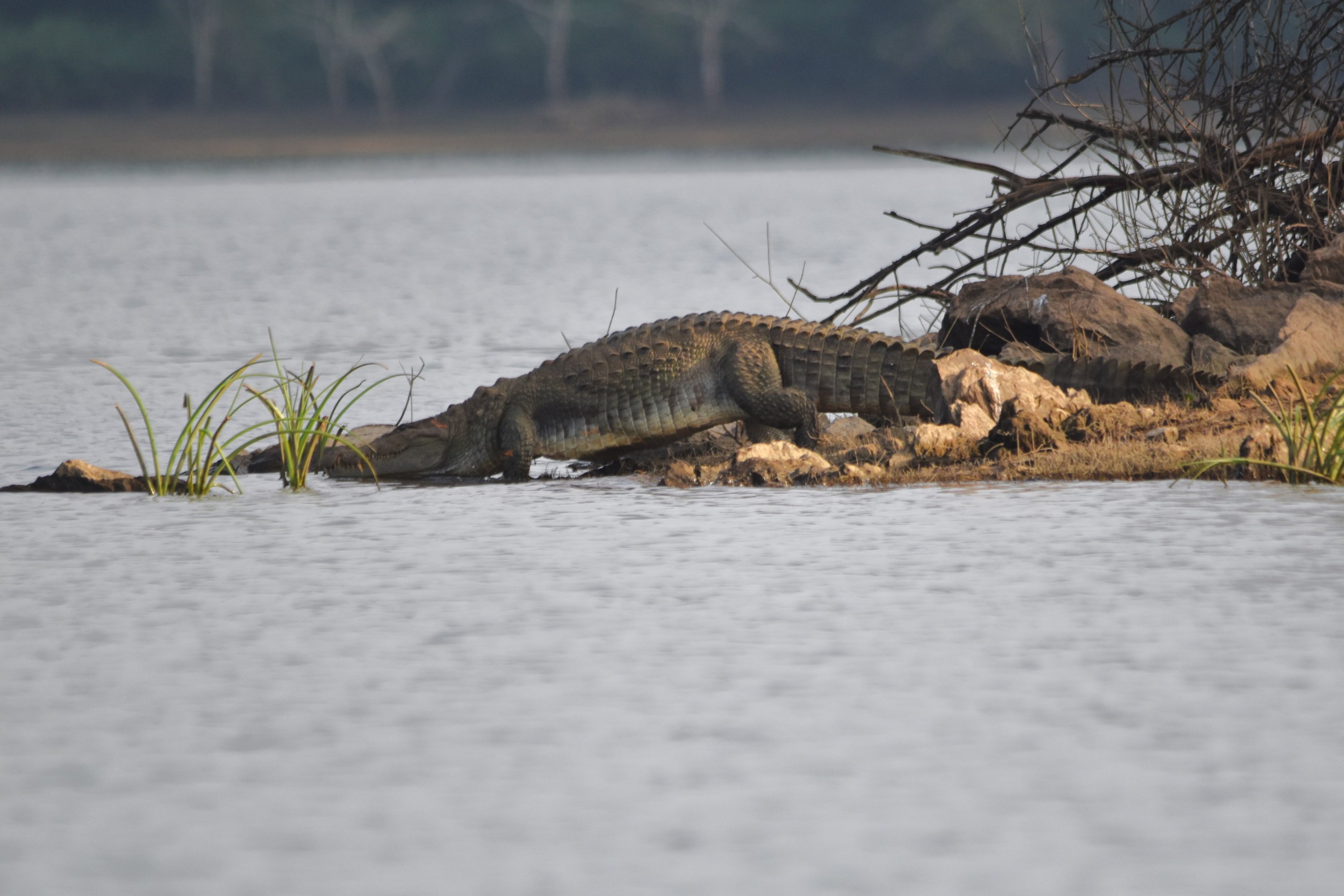 Mugger Crocodile, Kabini River, 21st November 2024
