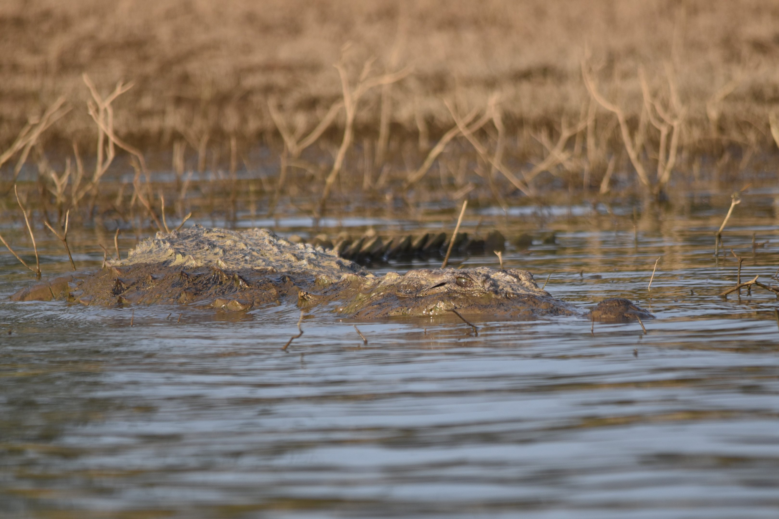 Mugger Crocodile, Kabini River, 21st November 2024