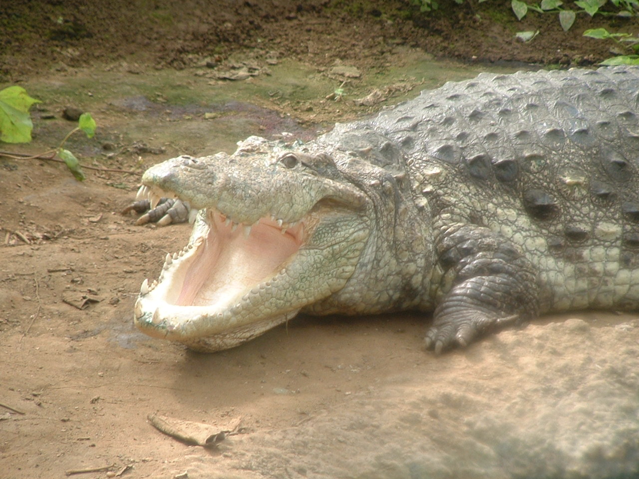 Mugger Crocodile - Thrigby 2008