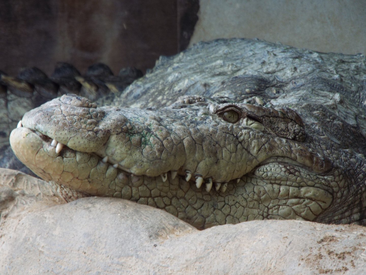 Mugger Crocodile, Thrigby Hall