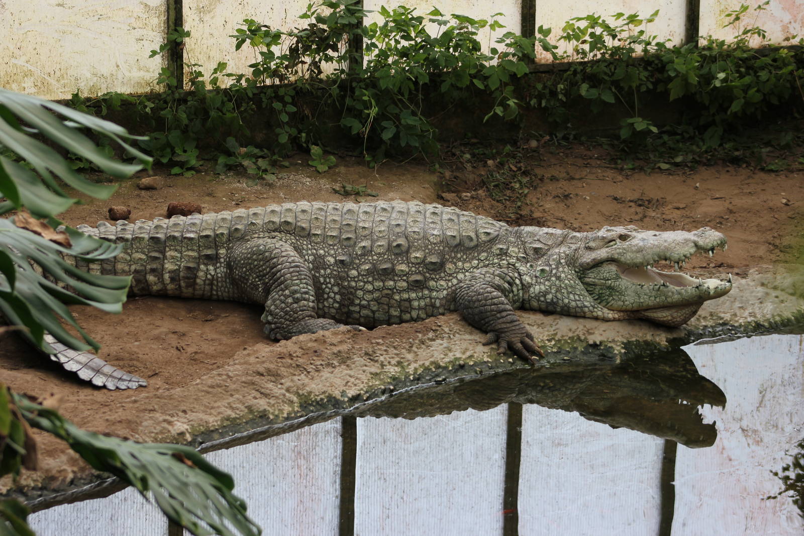 Mugger crocodile
