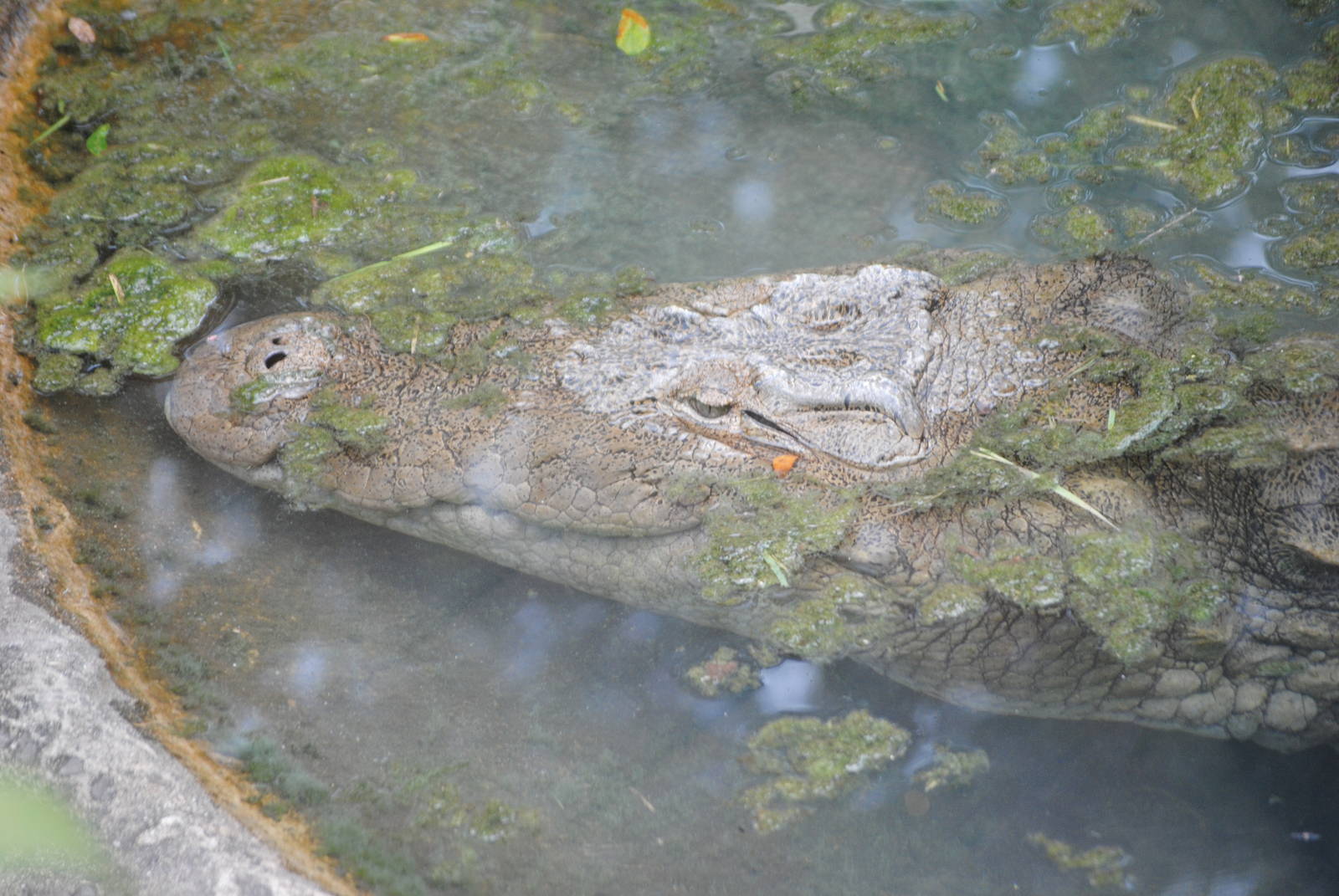 Mugger Crocodile