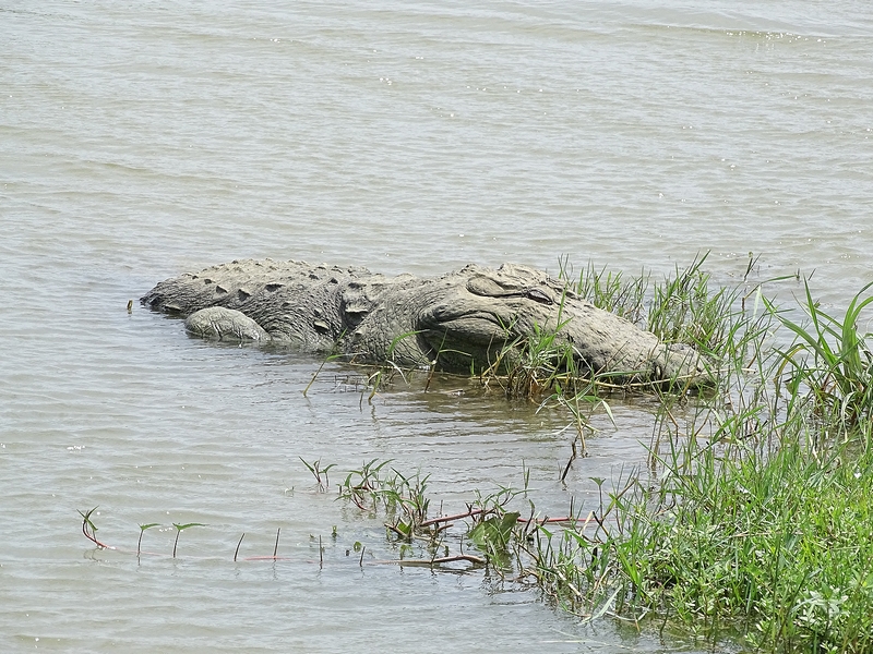 Mugger crocodile