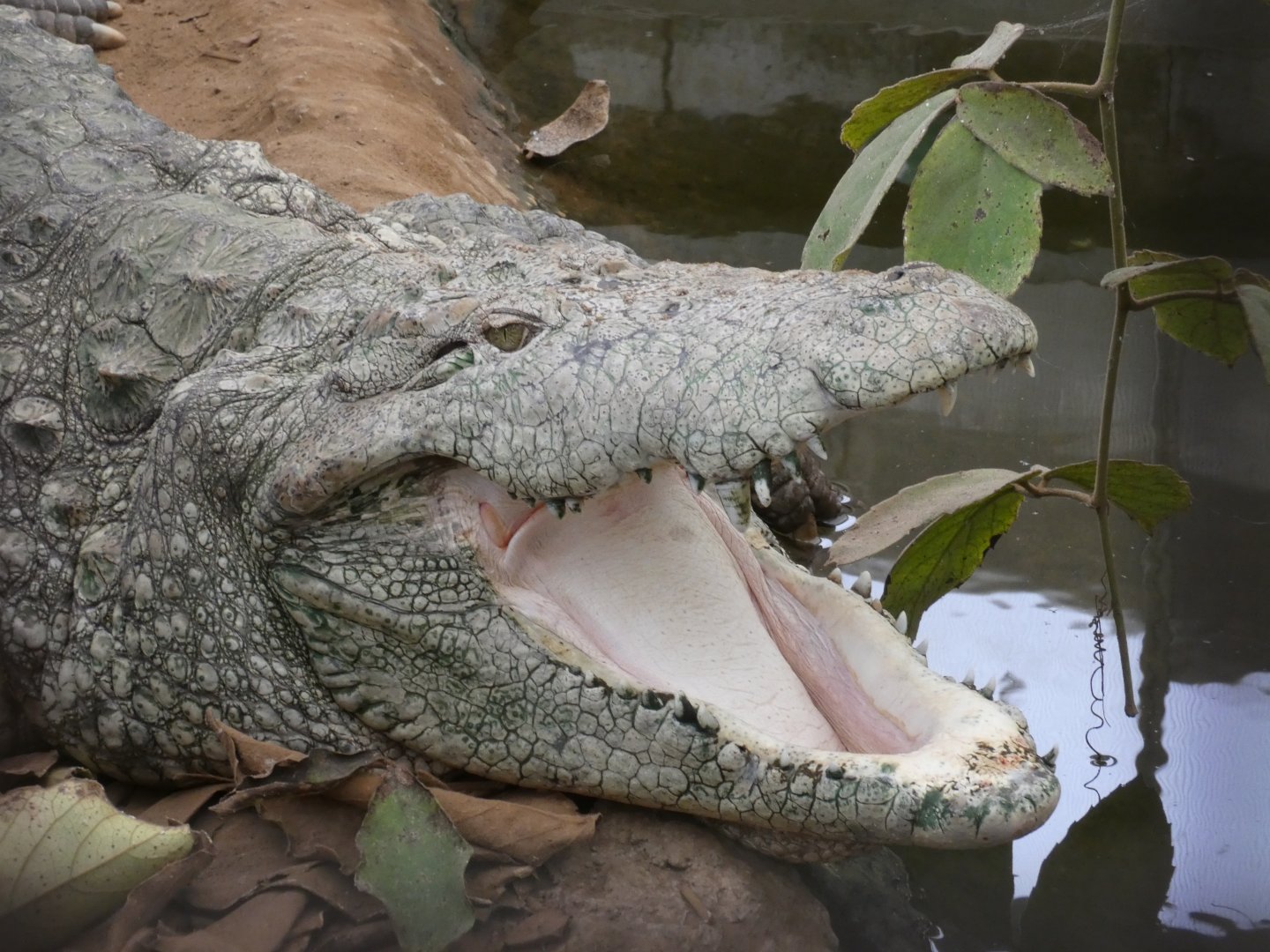 Mugger crocodile