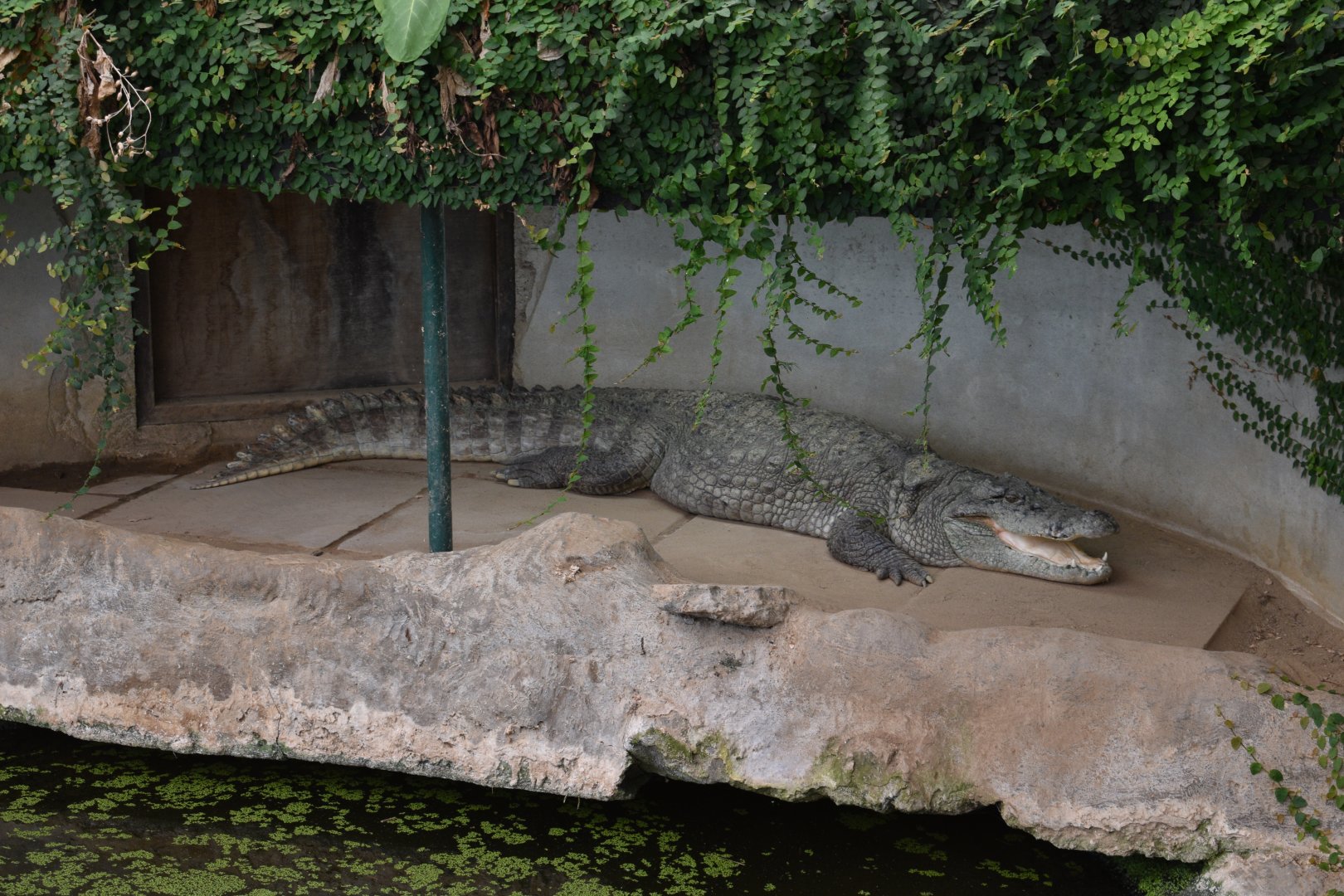Mugger crocodile