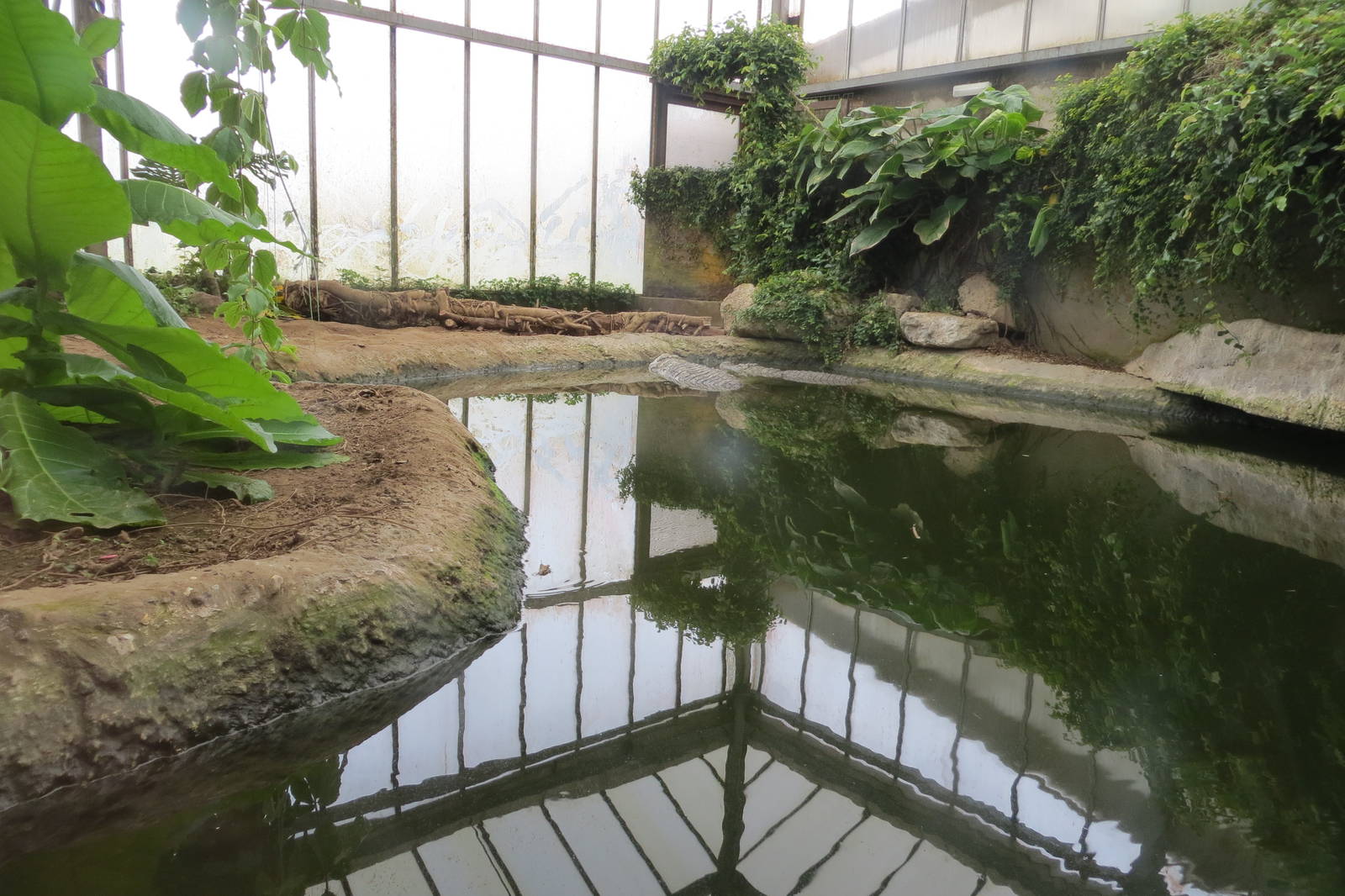 Mugger Crocodiles 060515